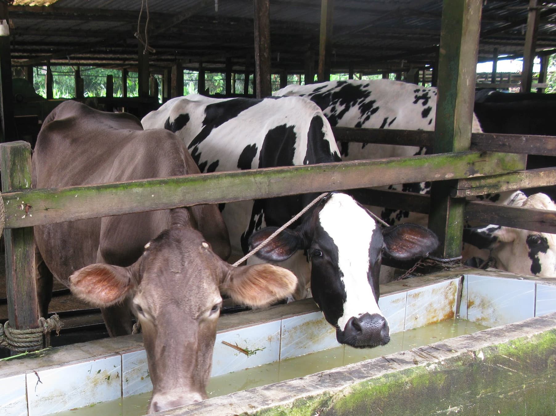 Manivannan insemineert zelf. Dat moet ook wel, want er is geen inseminator in de buurt. Hij is voor een DHZ-cursus twee weken naar Indonesië gegaan, waarbij hij ook dracht voelen heeft geleerd. De overheid koopt ook sperma in en heeft twee jaar geleden 10.000 rieten Belgisch Blauw geïmporteerd. Het sperma wordt gratis verstrekt aan boeren in de verschillende regio's.