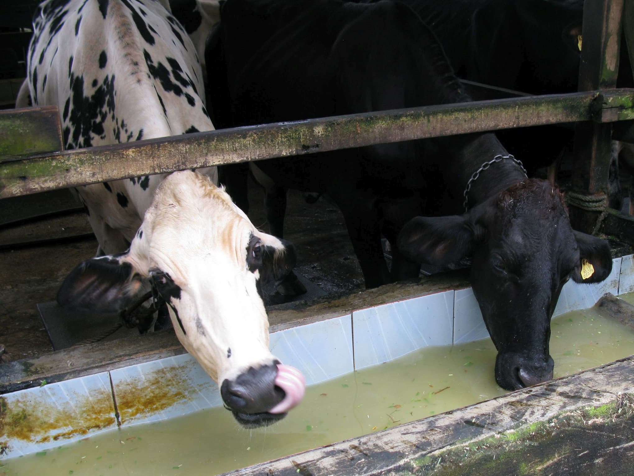 Dit zijn droge, hoogdrachtige koeien. De meeste zijn drachtig van Holstein-stieren. De meeste dieren die Manivannan heeft aangekocht in Australie zijn Holstein x Jersey-kruislingen. Er zaten ook drie Aussie Reds bij (Australisch roodbont ras onstaan uit het kruisen van Scandinavisch roodbont met andere roodbonte rassen zoals Illewarra, Ayrshire, Red Holstein en Shorthorn) die het beter deden dan de rest, ook qua ziektegevoeligheid. Vaarzen kosten zo'n 2.250 Australische dollars, thuis geleverd.