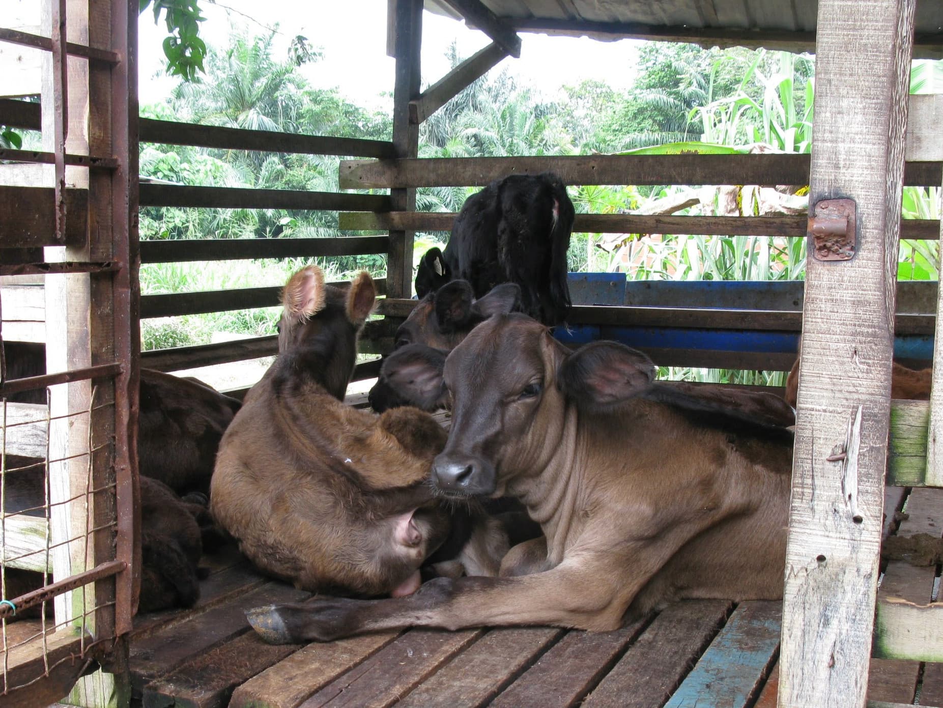 Op het bedrijf van 3,5 hectare grond, dat gepacht wordt, zijn zeventig koeien. Het grootste deel hiervan is van het lokale Mafriwal-ras (Malaysia Friesian Sahiwal) een F1 van de kruising Holstein x het tropische Sahiwal-ras.  Een oppervlak dat te klein is om zelf in voldoende ruwvoer te voorzien voor een bedrijf van deze omvang. Maar grond in deze regio is duur, eigenlijk niet beschikbaar, of onbewerkbaar.