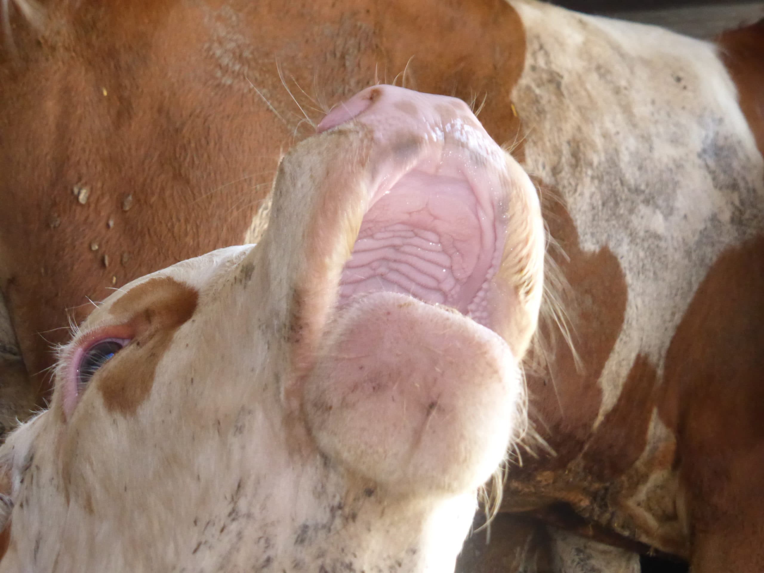 Foto: Boerderij