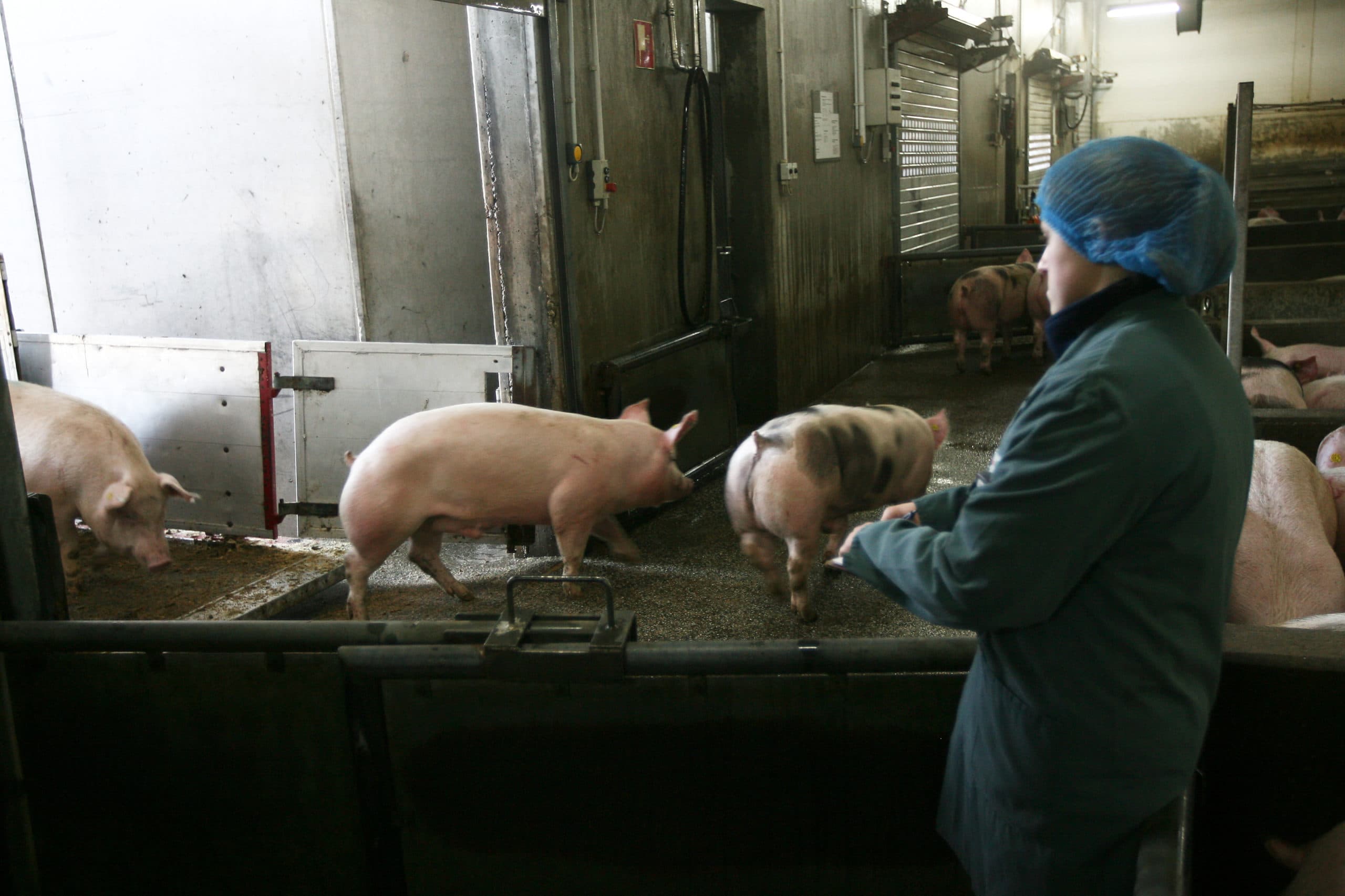 Aanvoer van varkens bij Duitse slachterij. Varkenshouders willen dat slachterijen niet alleen de prijs bepalen. - Foto: Ronald Hissink
