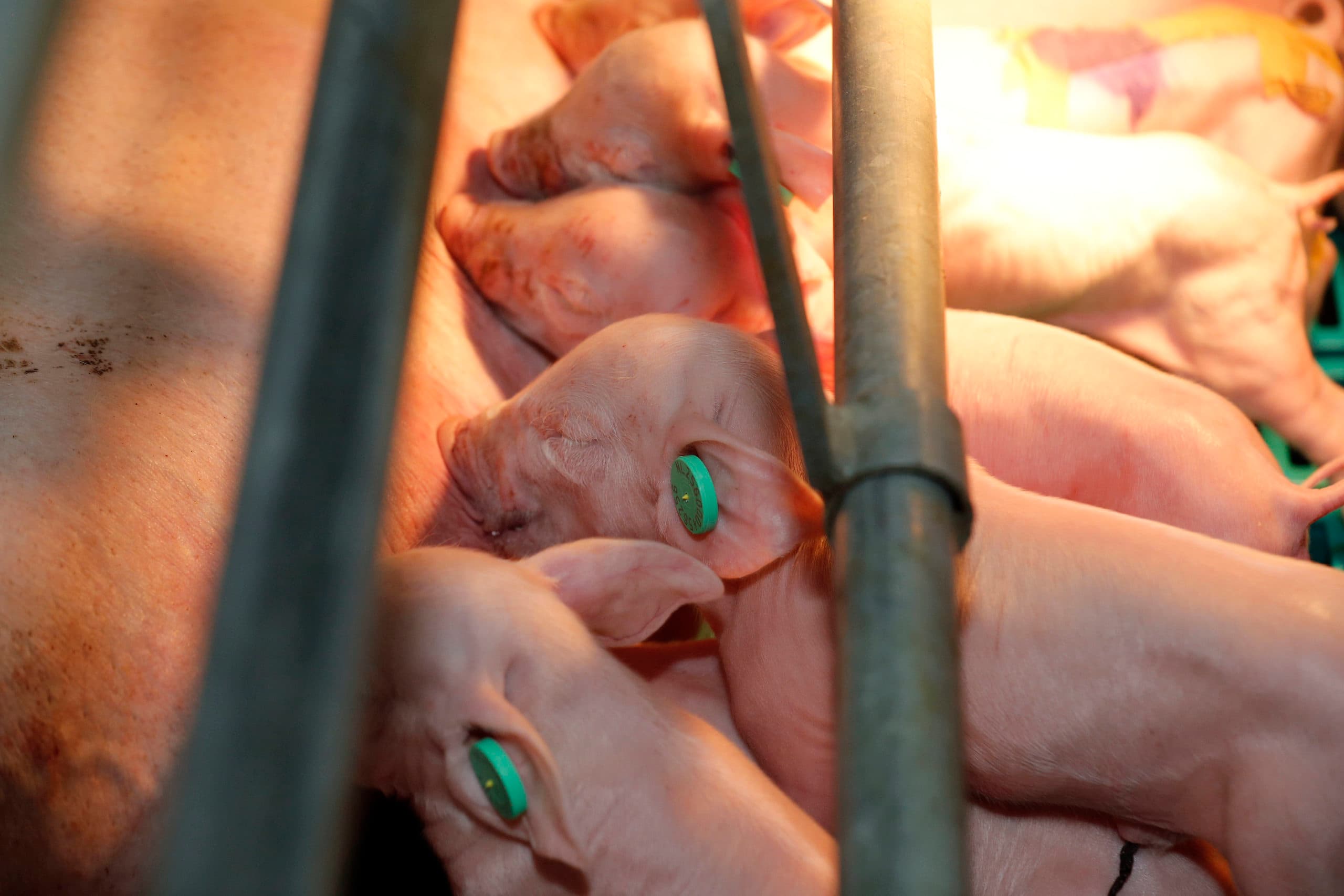 Varkens met een elektronische oormerk (RFID) worden gevolgd van geboorte tot slacht. Foto: Bert Jansen