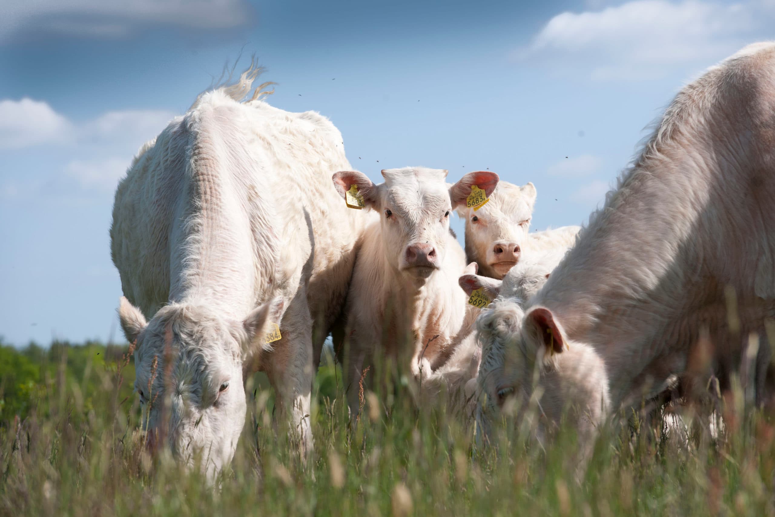 Ook hobbyboeren krijgen met de btw-regels te maken. Een speciale regeling voor kleine ondernemers kan uitkomst bieden. - Foto: Mark Pasveer