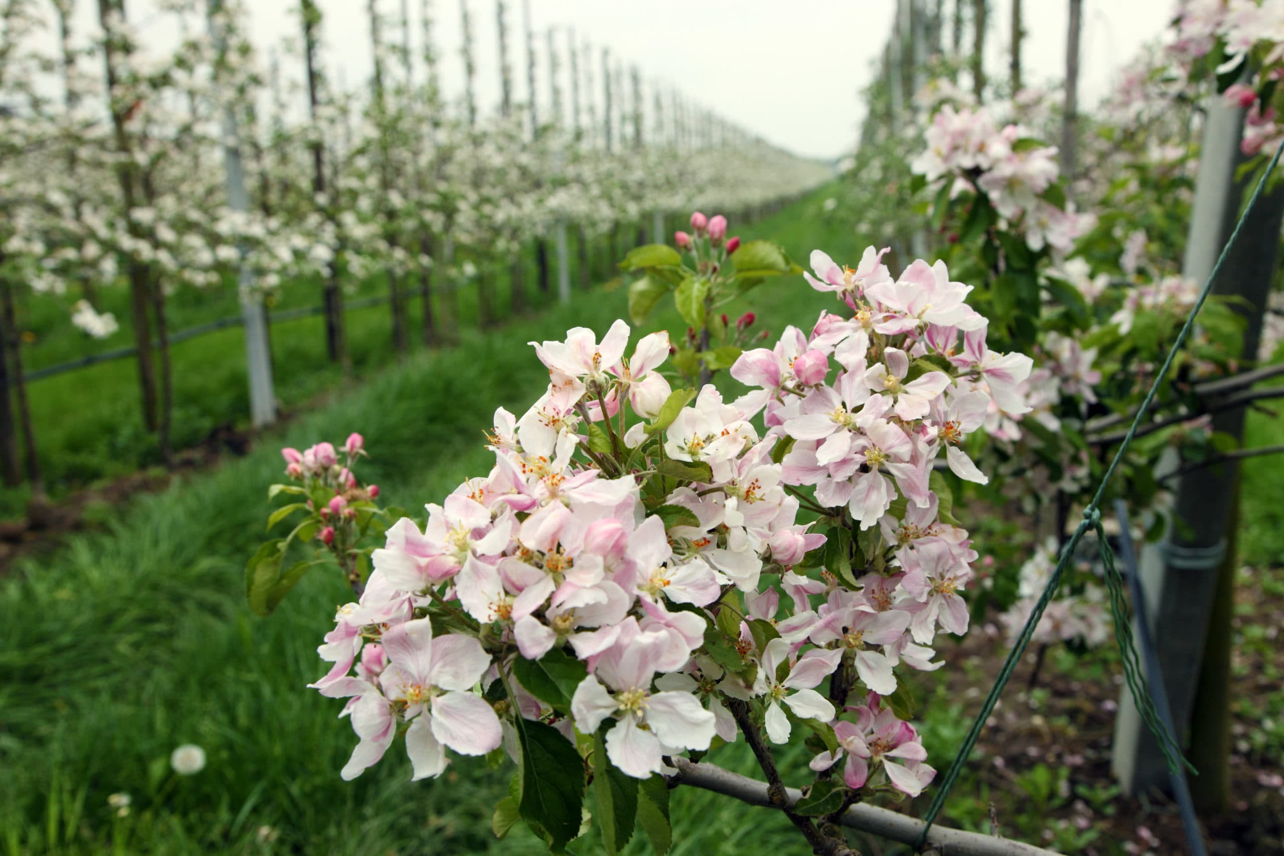 Boomgaard in volle bloei. Brede kale stroken onder de fruitbomen zijn niet nodig. Het is traditie in de fruitteelt, maar een smalle strook is voldoende en die kan mechanisch gewied worden. Dit vraagt wel een andere kijk op de boomgaard. Foto: Herbert Wiggerman