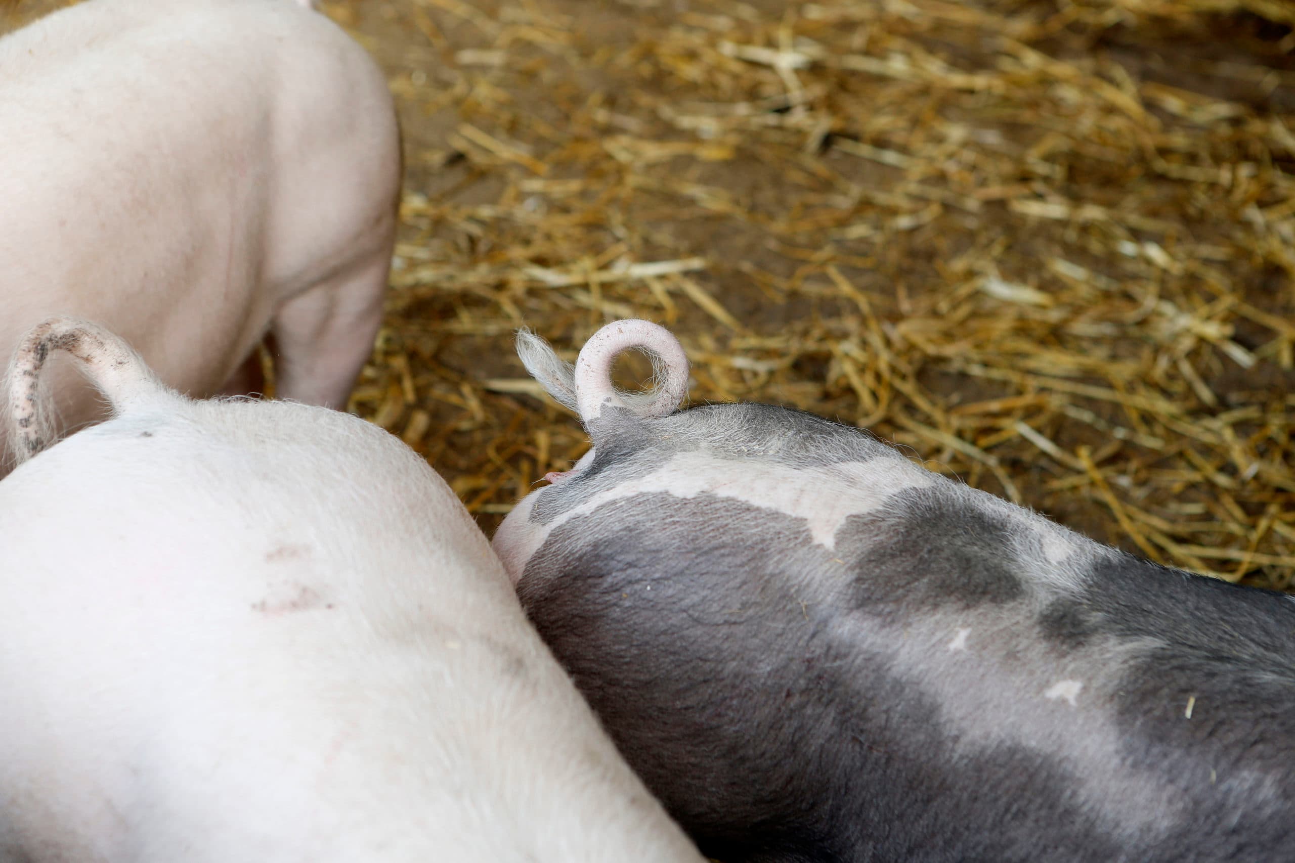 Het is tijd stil te staan bij het houden van varkens met krulstaarten.