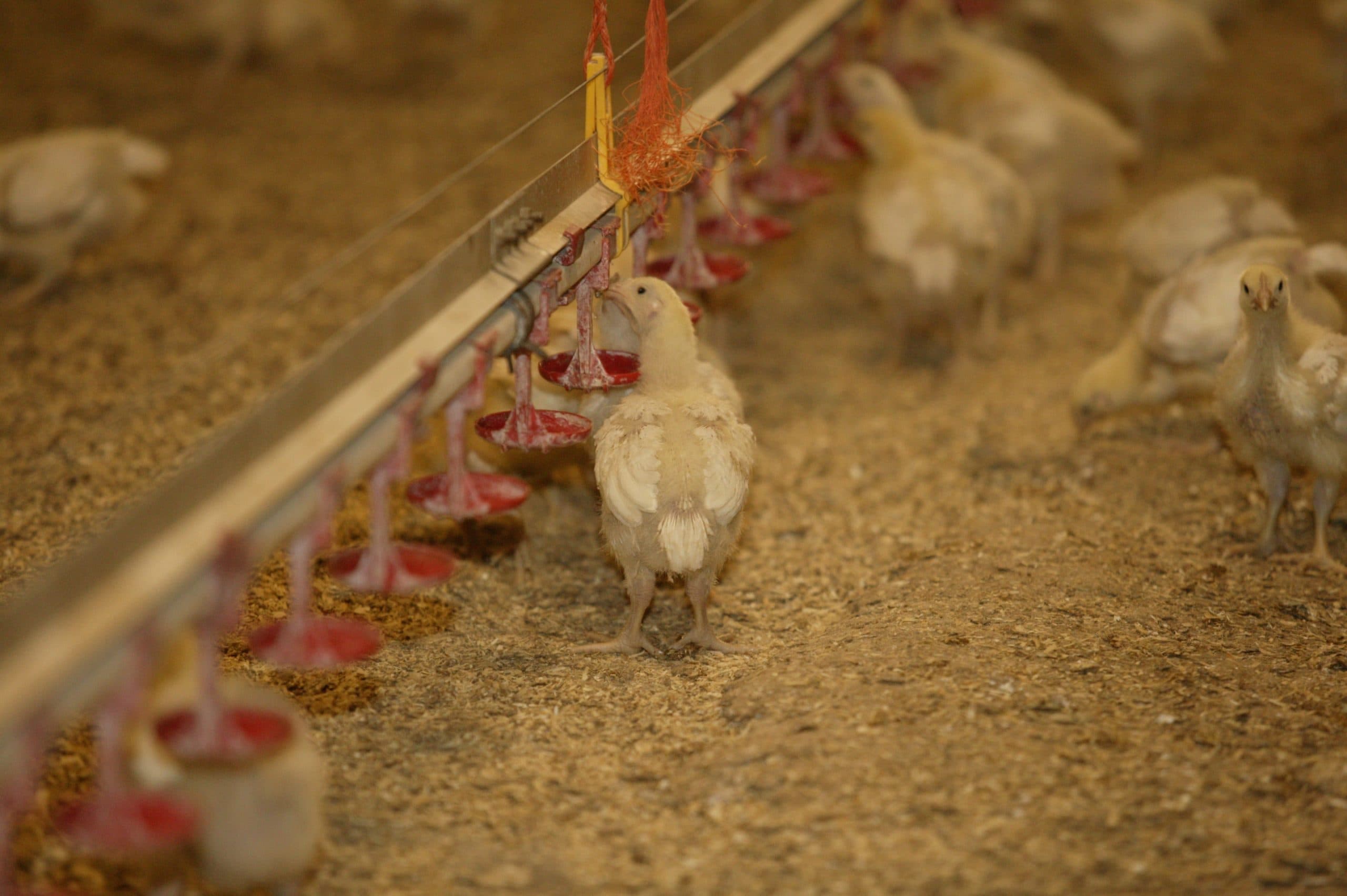 Foto: Henk Riswick
