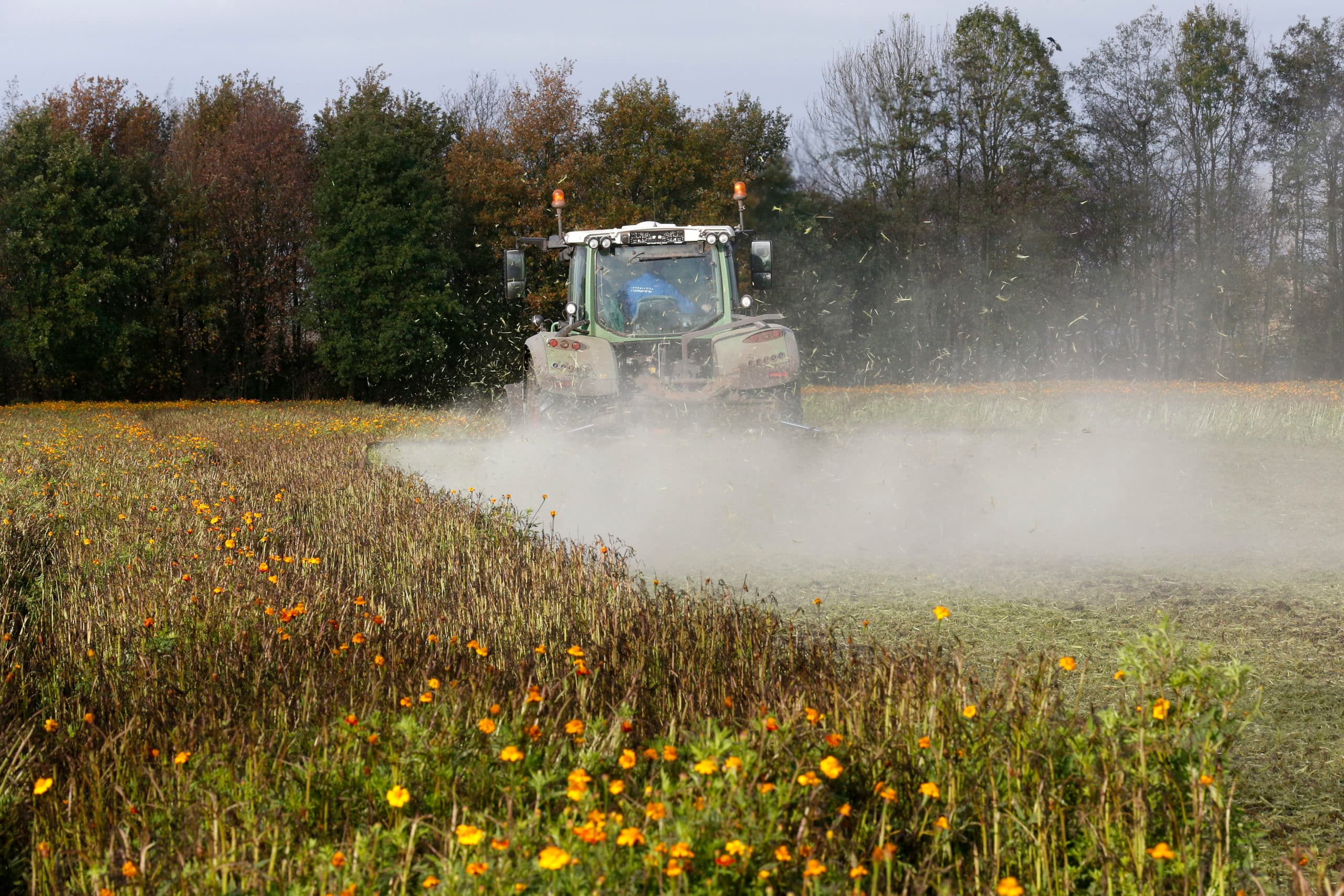 Met de juiste maatregelen kunnen akkerbouwers veel CO2 vastleggen. Hier wordt een groenbemester geklepeld en daarna ingewerkt. - Foto: Bert Jansen