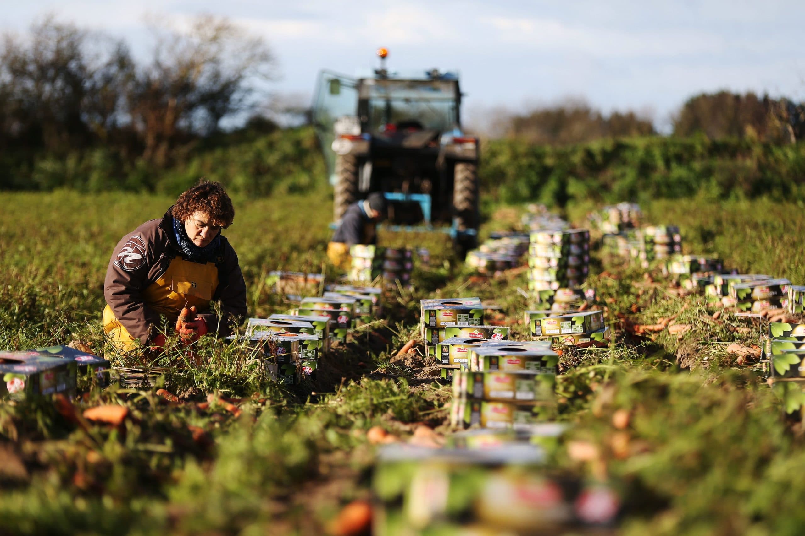 De laatste peen wordt met de hand van het land gehaald in Crèances, Normandië. Op de achtergrond staat de trekker te wachten om de laatste oogst thuis te brengen. - Foto: AFP