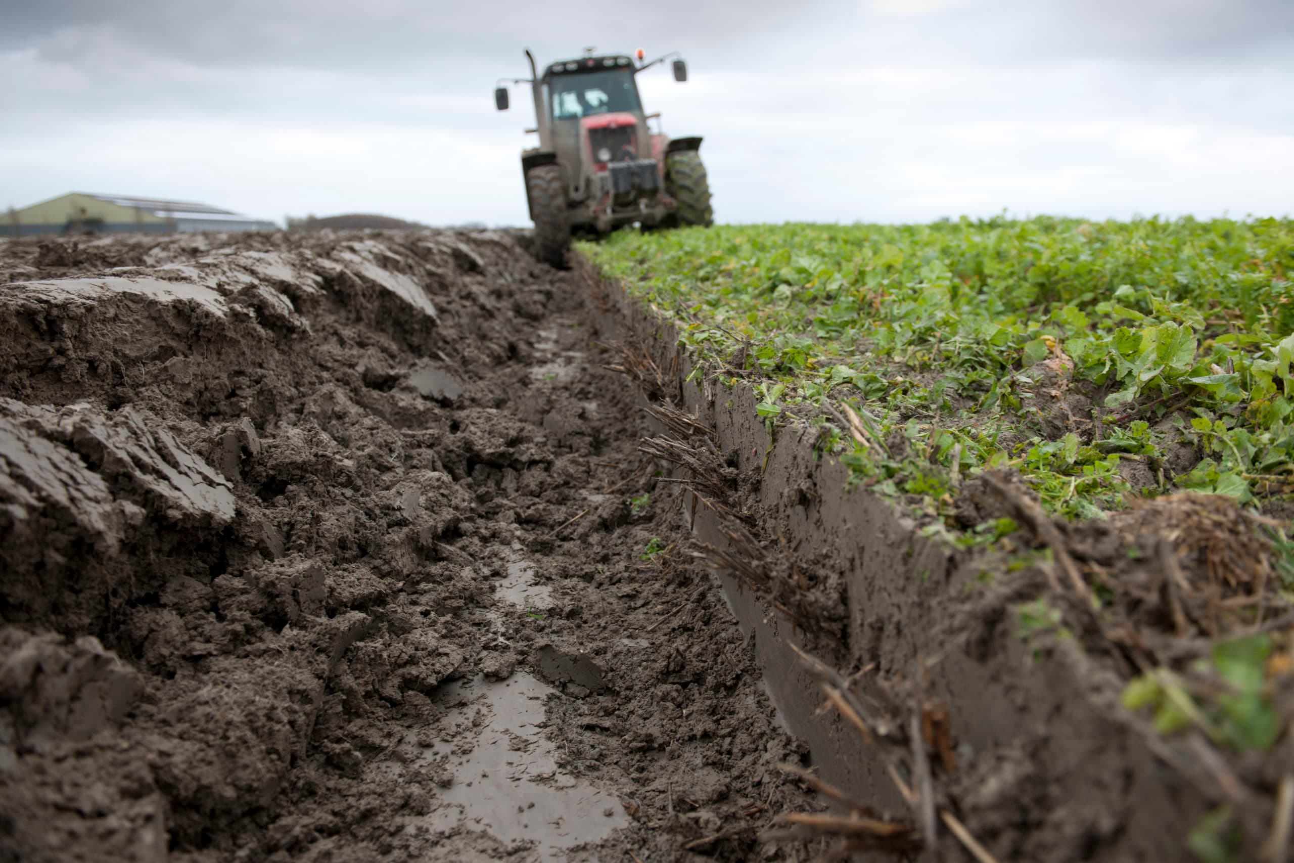 Onderploegen van een geklepelde groenbemester. Deze organische stof breekt snel af en levert ook snel nutriënten na. - Foto: Mark Pasveer
