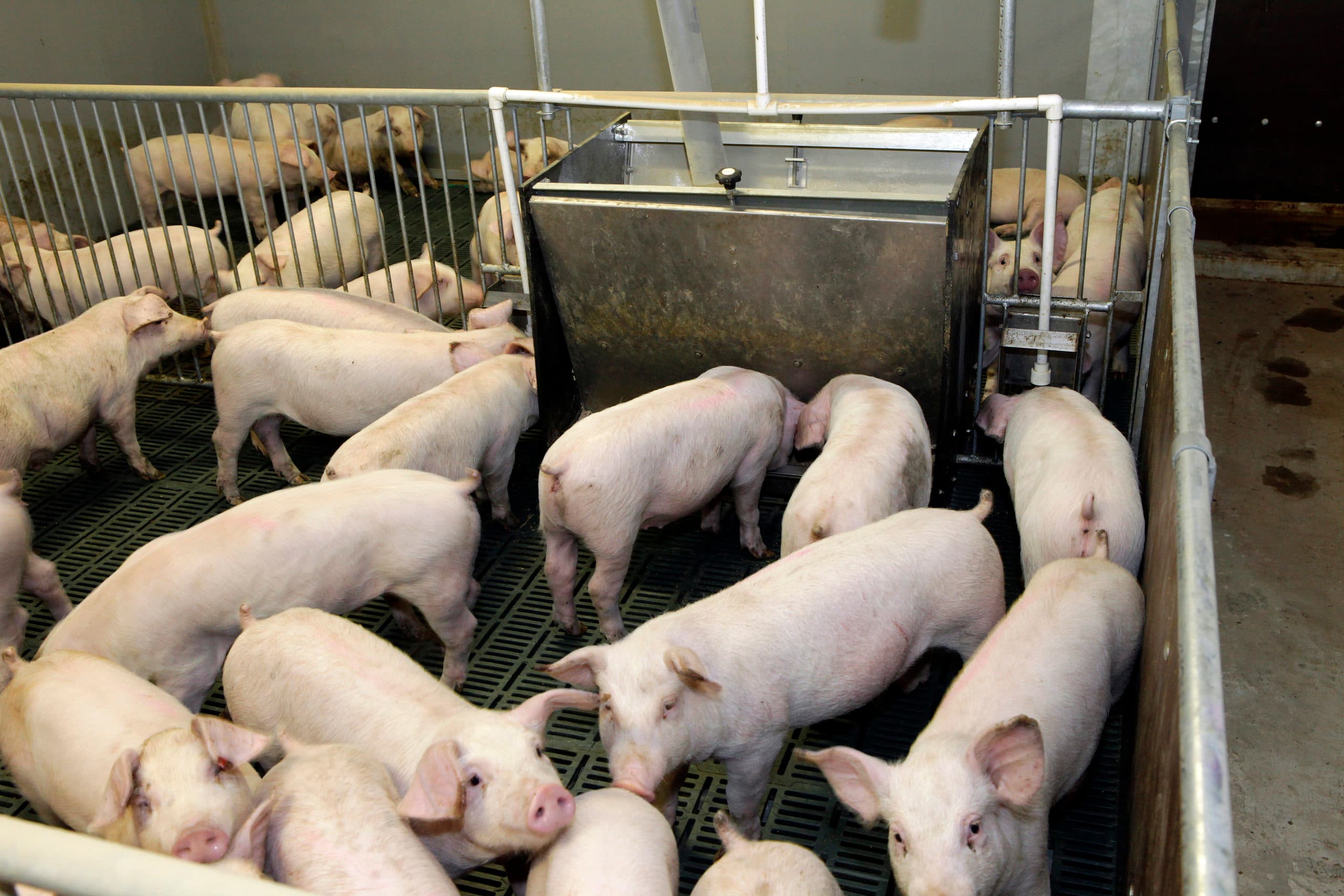 Kerngezonde varkens op Russisch varkensbedrijf (archiefbeeld). - Foto: Henk Riswick