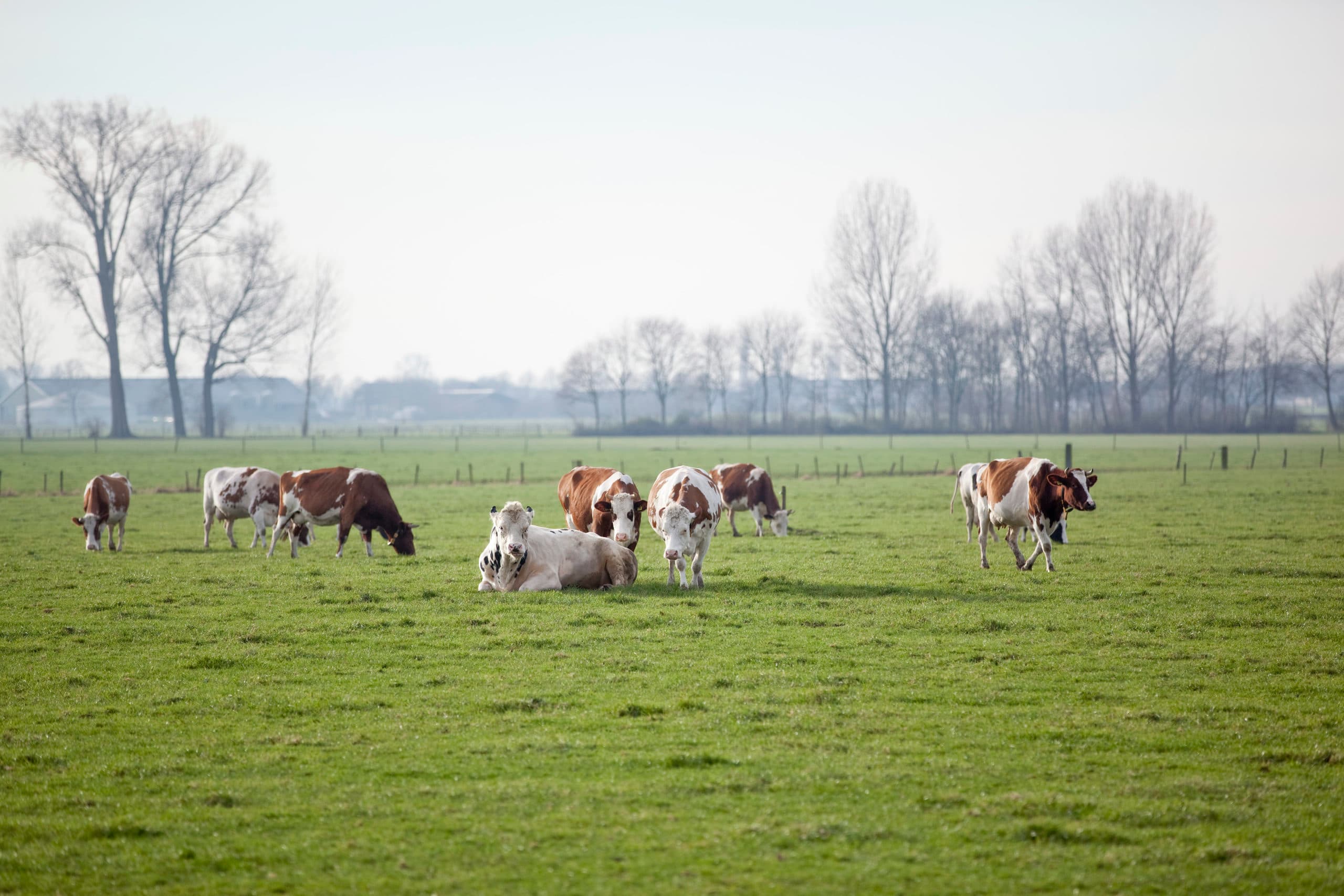 Foto: Jan Willem Schouten