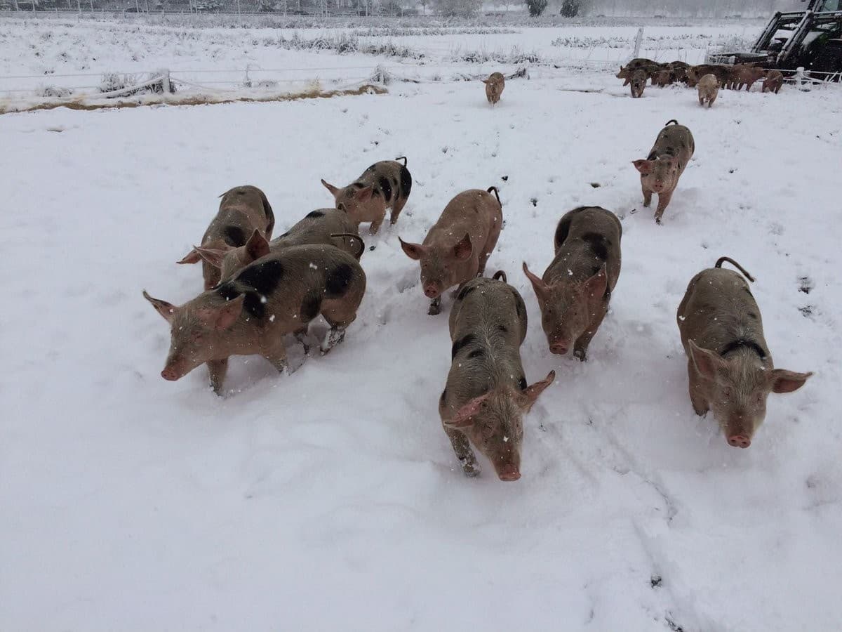 Sneeuw op de boerderij