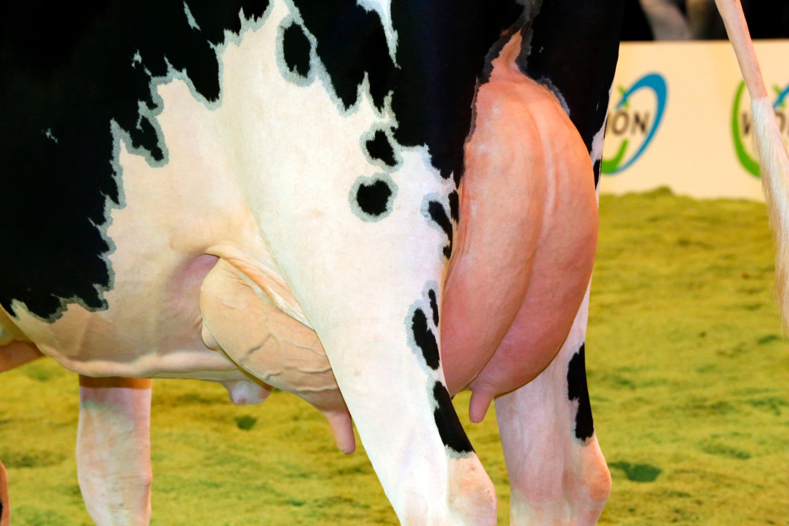 Foto: Henk Riswick