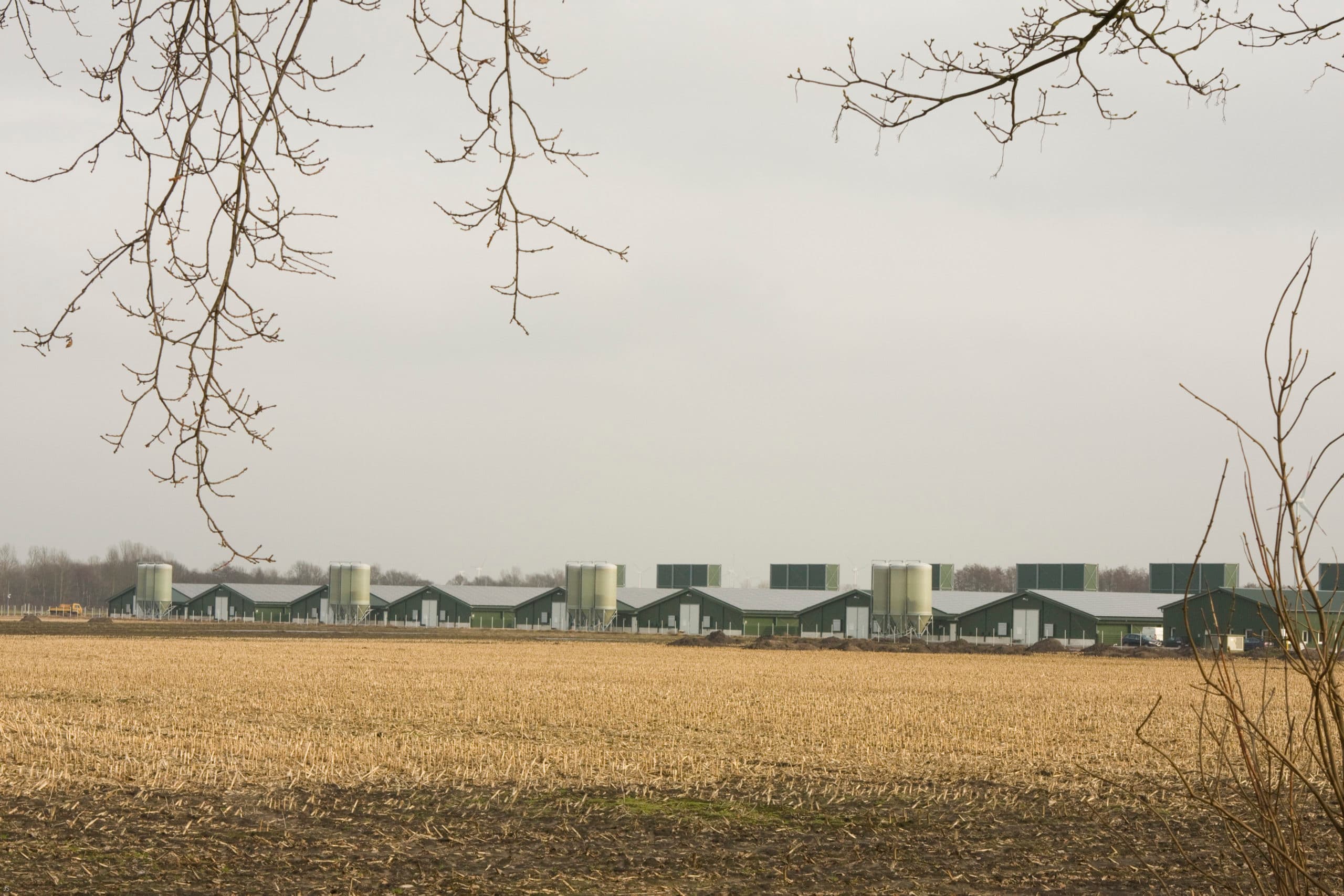 Megakippenstal met 350.000 kuikens, op de grens bij Ter Apel. - Foto: Jan Sibon