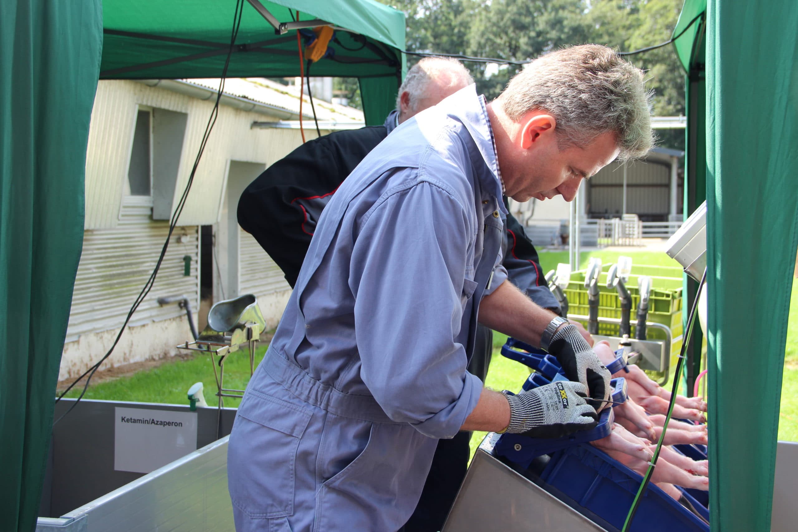 Een demonstratie verdoofd castreren door een dierenarts met gebruik van procaïne. - Foto: Kees van Dooren