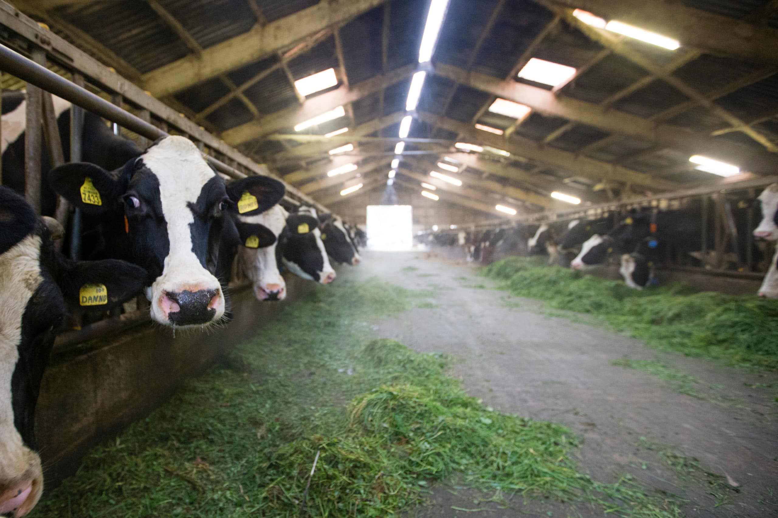 Er zijn veel minder koeien, er wordt minder mest geproduceerd en minder antibiotica gebruikt. Toch worden boeren nog steeds in een negatief daglicht gesteld, zegt Maureen Fakken. Foto: Anne van der Woude