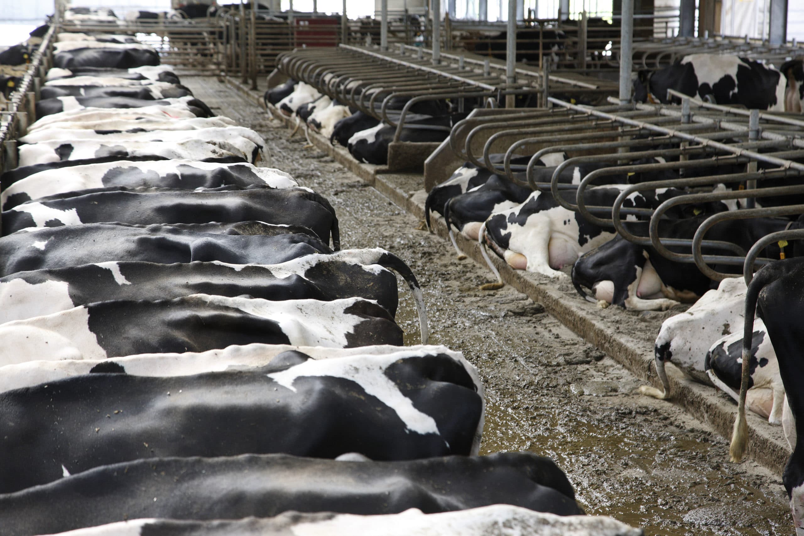 Stal met koeien op groot melkveebedrijf (archiefbeeld). - Foto: Hans Prinsen