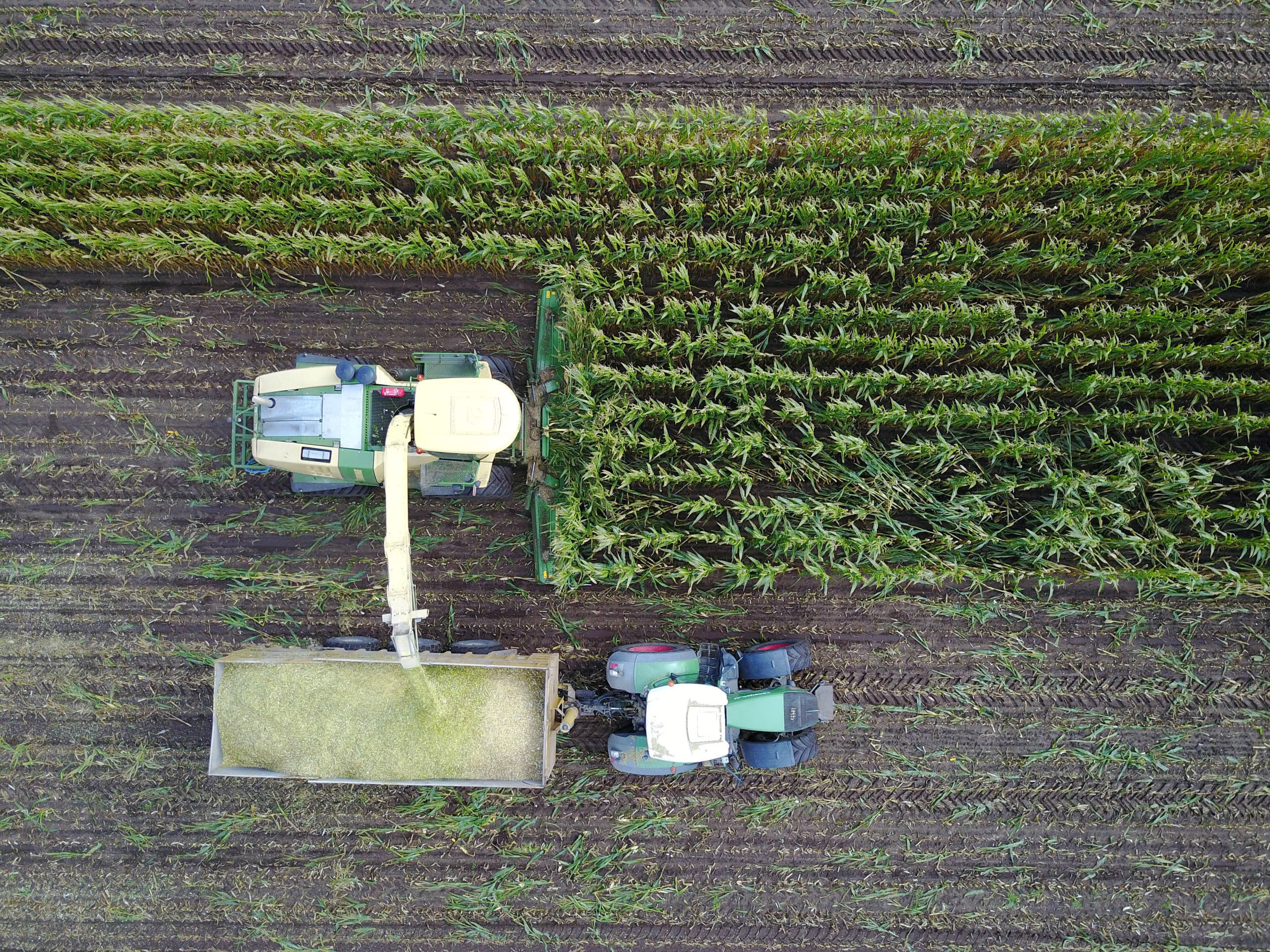 Maishakselen. Boeren moeten meer rekening houden met de gesteldheid van de bodem bij ruwvoerteelt, zegt Arjan Mager. - Foto: Bert Jansen