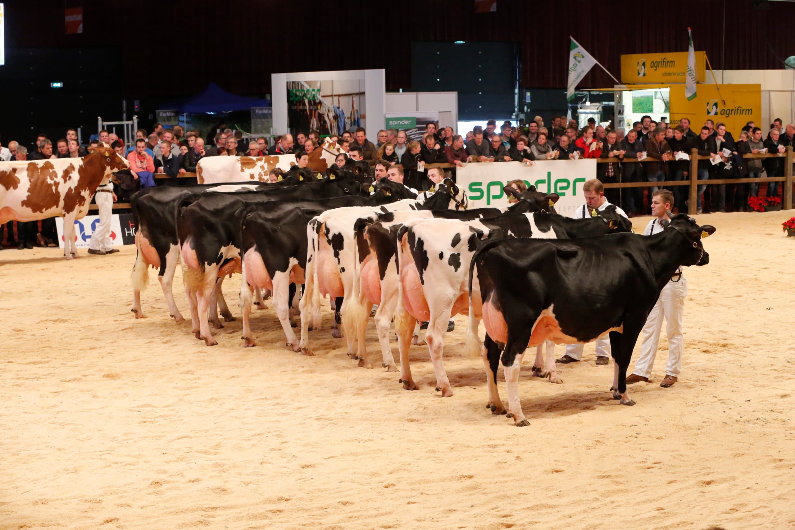 In de ring moeten de koeien zich bewijzen. Twee Zwitserse juryleden zetten de koeien op volgorde en wezen hun kampioenen aan. - Foto: Henk Riswick