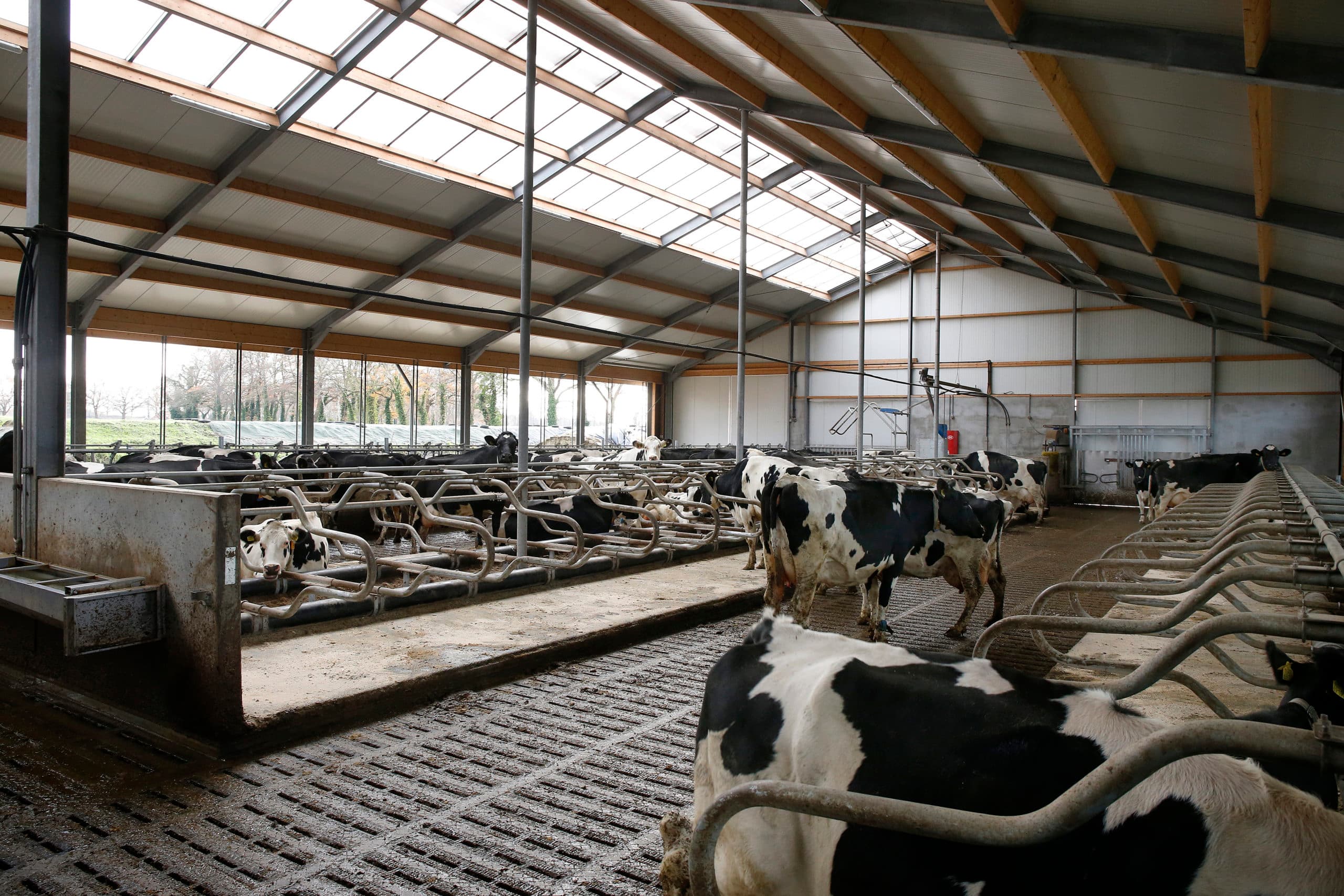 Haaksbergen, mts ten Vregelaar nieuwe ligboxenstal met fullwood robot.fotgrafie Hans Prinsen