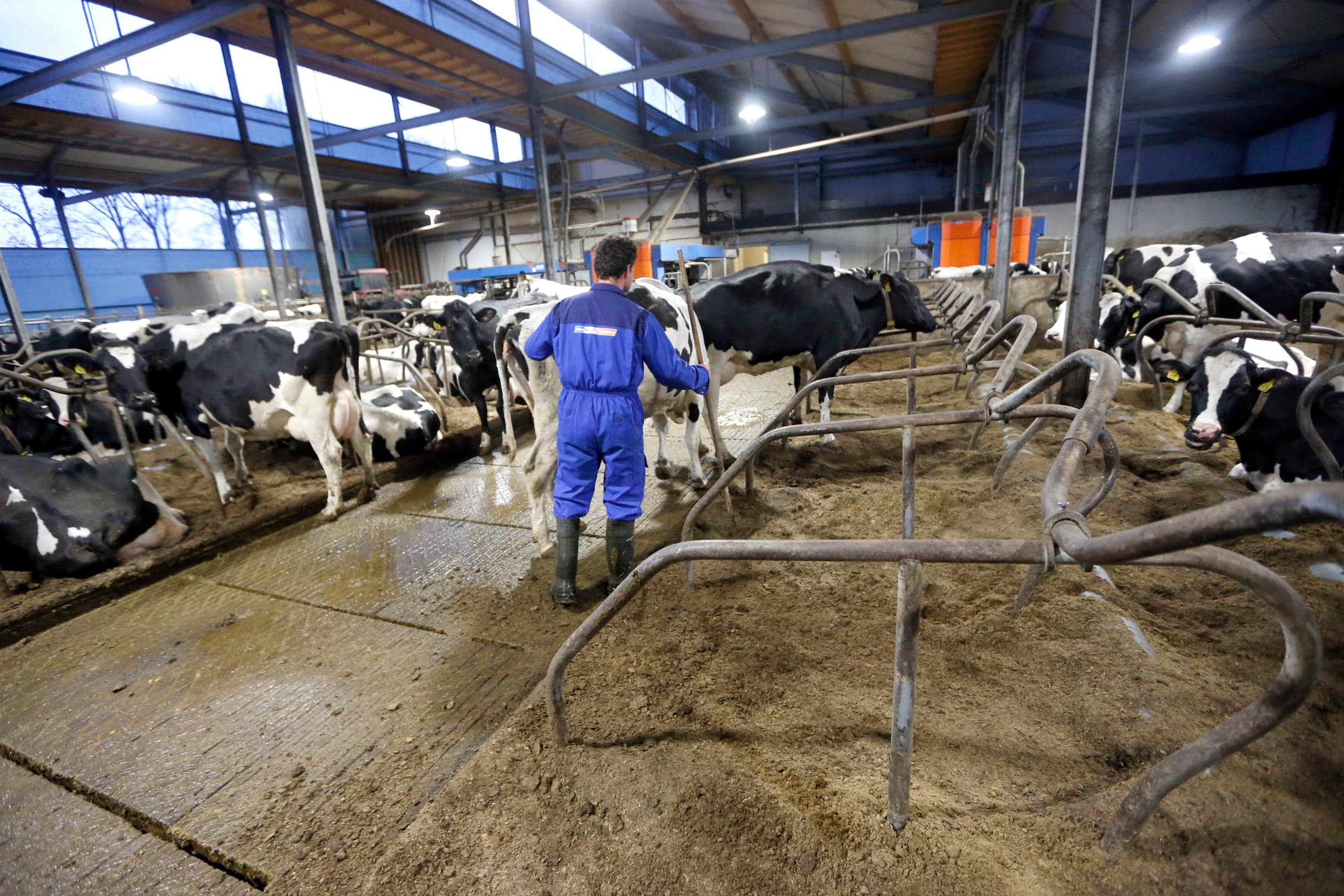 Ook eenvoudige klussen, zoals koeien halen, moeten worden gedaan. Hulp is daarbij welkom. - Foto: Bert Jansen