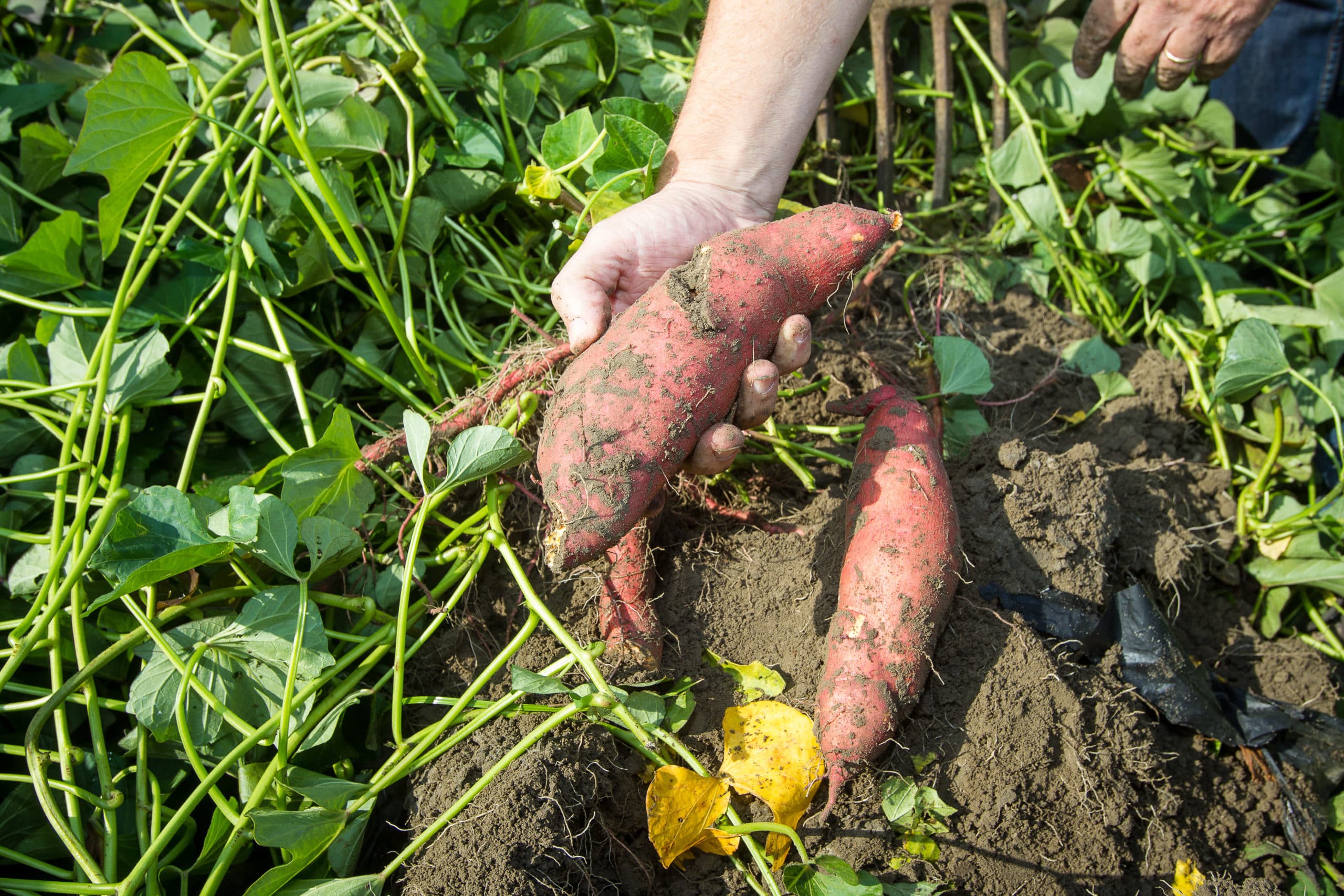 Zoete aardappel, of bataat, groeit ook in Nederland. - Foto: Peter Roek