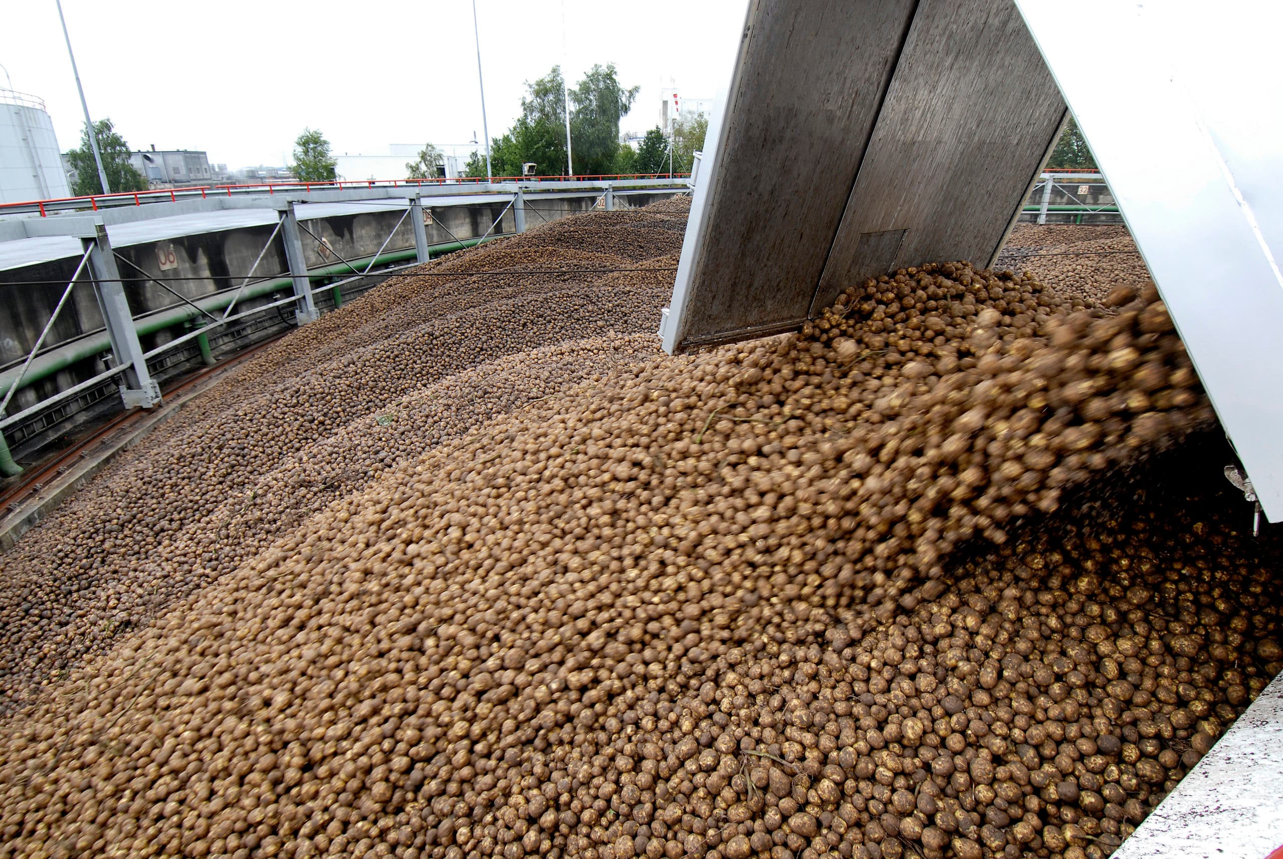 Aanvoer van aardappelen bij Avebe - Foto: ANP