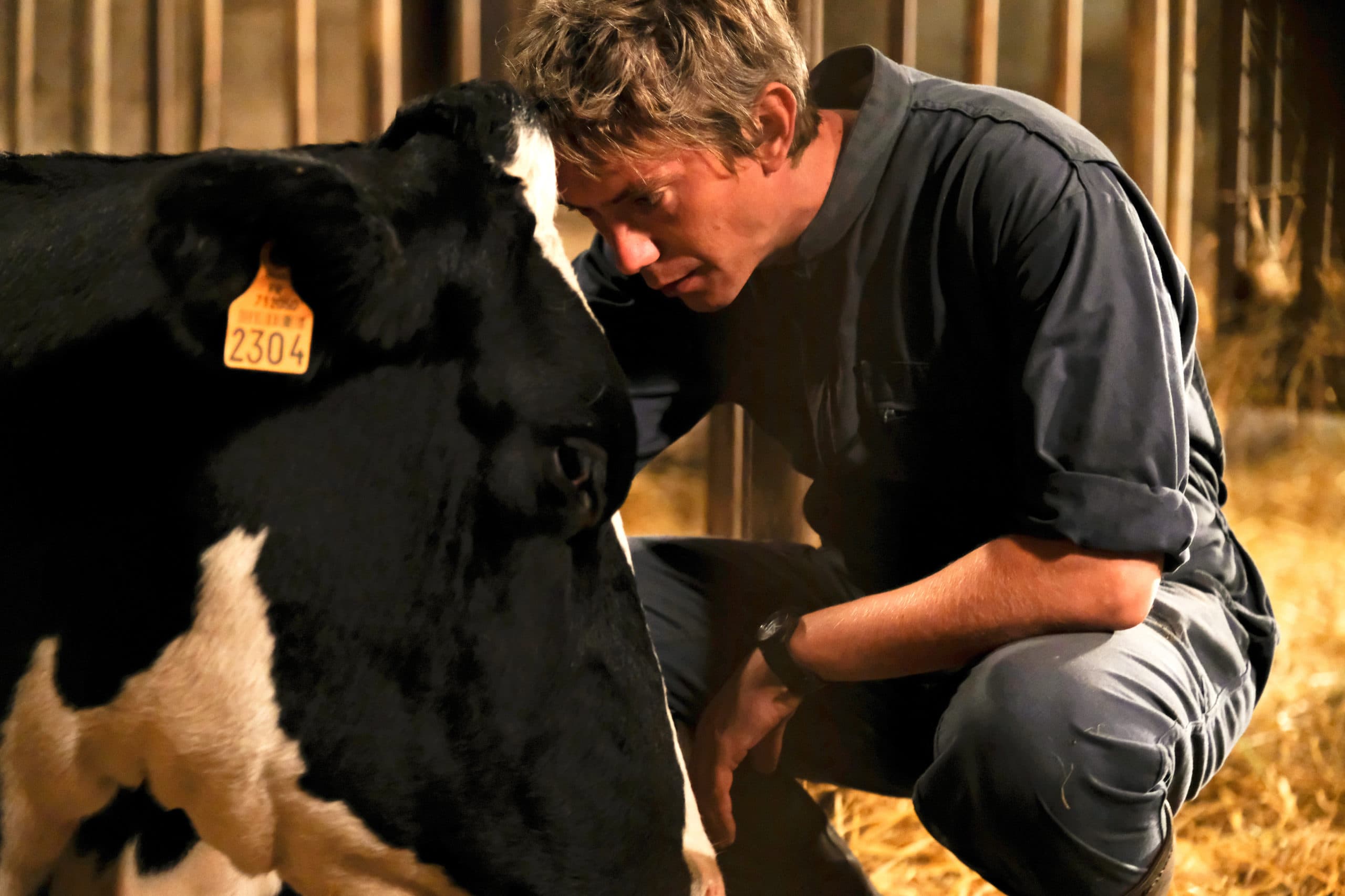 Veehouder Pierre maakt gekke bokkesprongen om zijn veestapel te behoeden voor ruiming. - Foto: Domino Films
