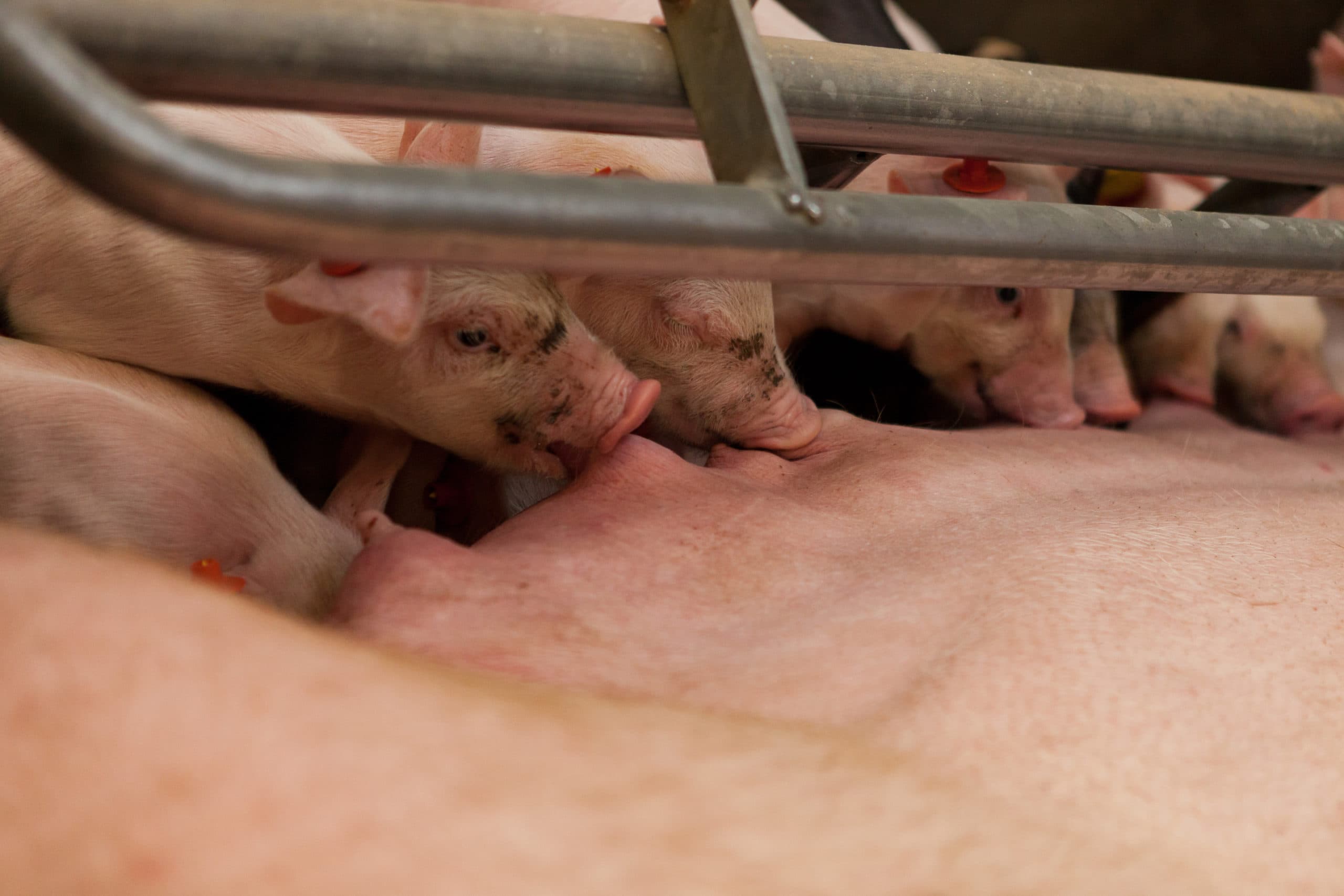 Foto: Joris Telders