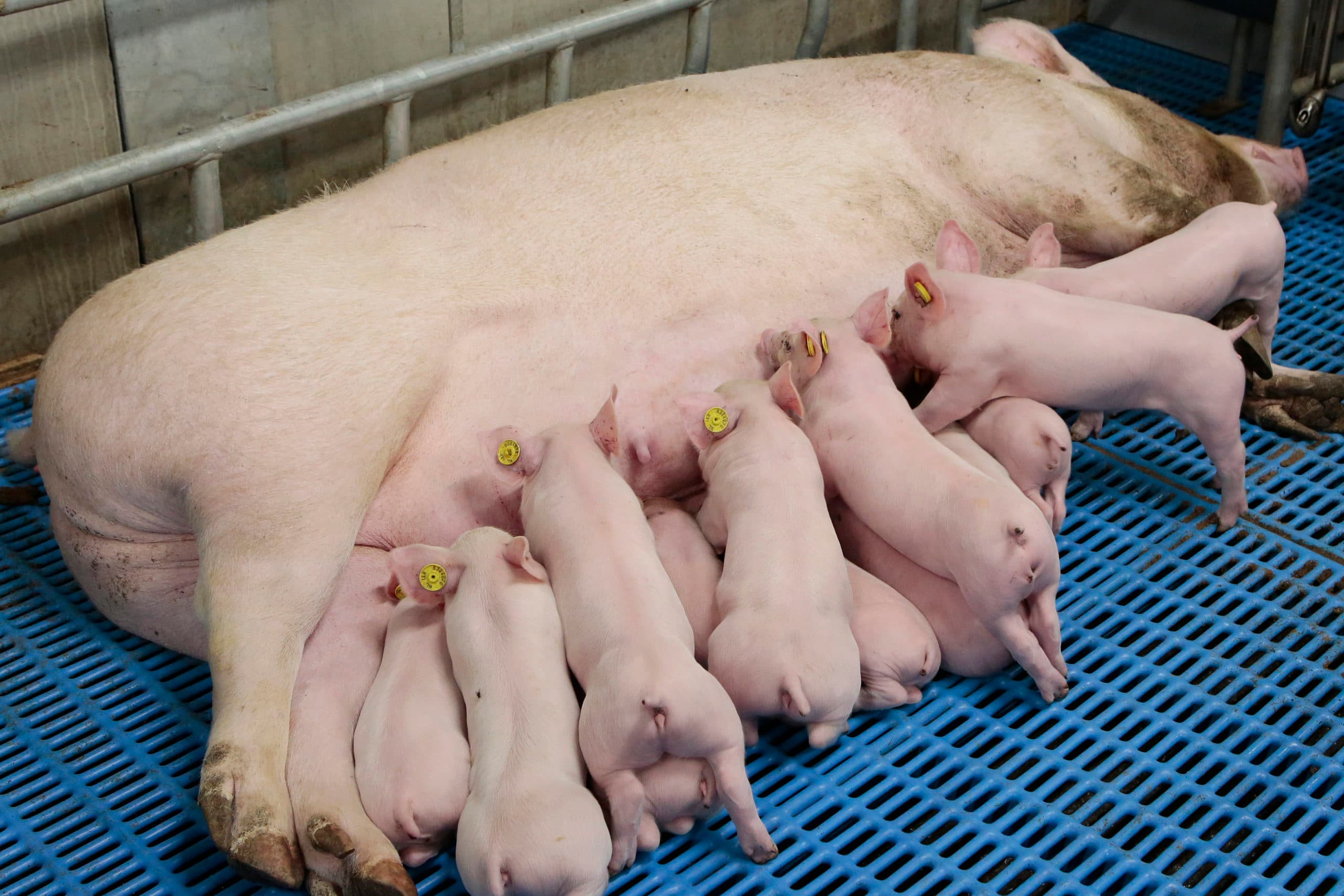 Foto: Ton Kastermans