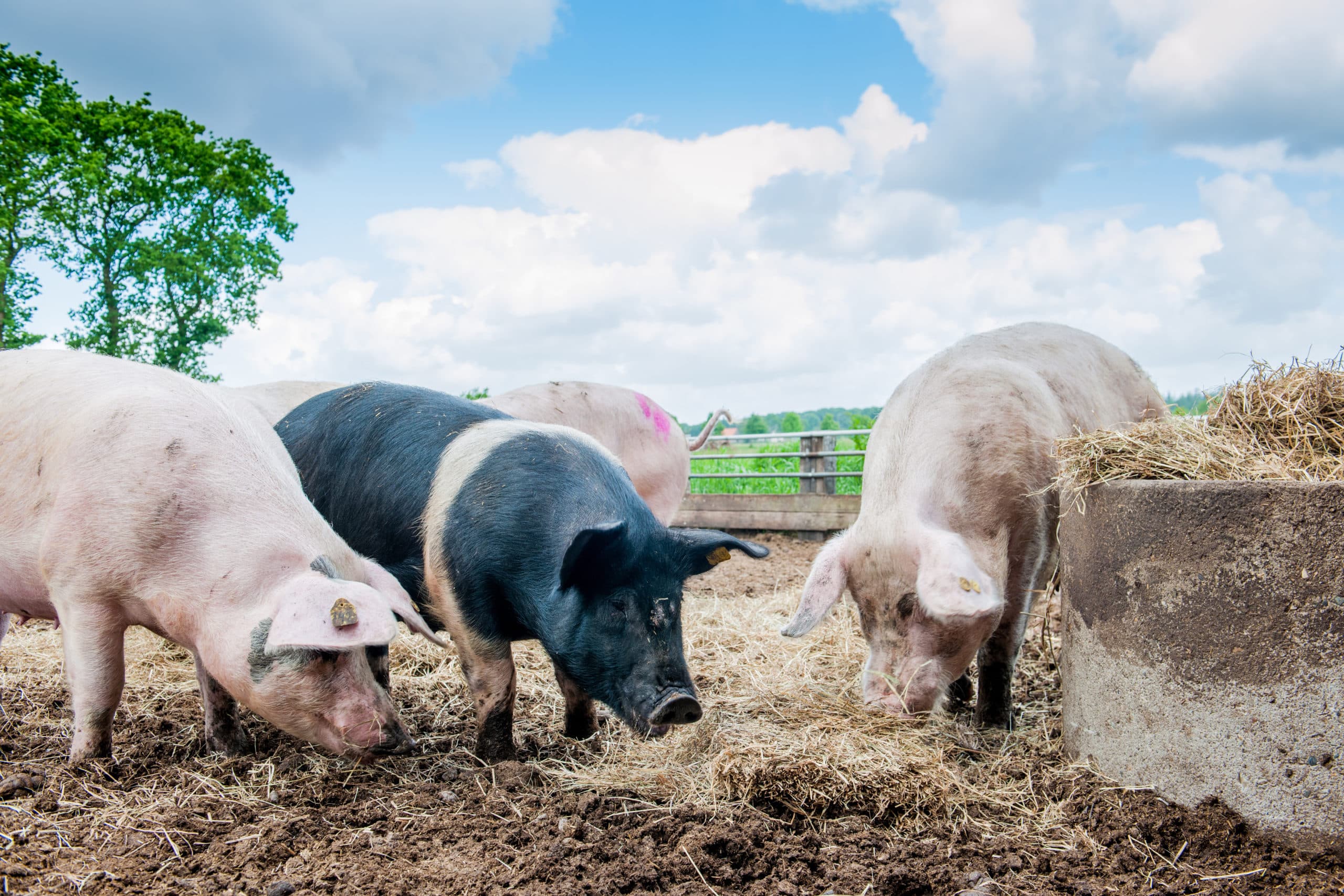 Voor biologische zeugen in Nederland is weidegang een criterium. - Foto: Vion