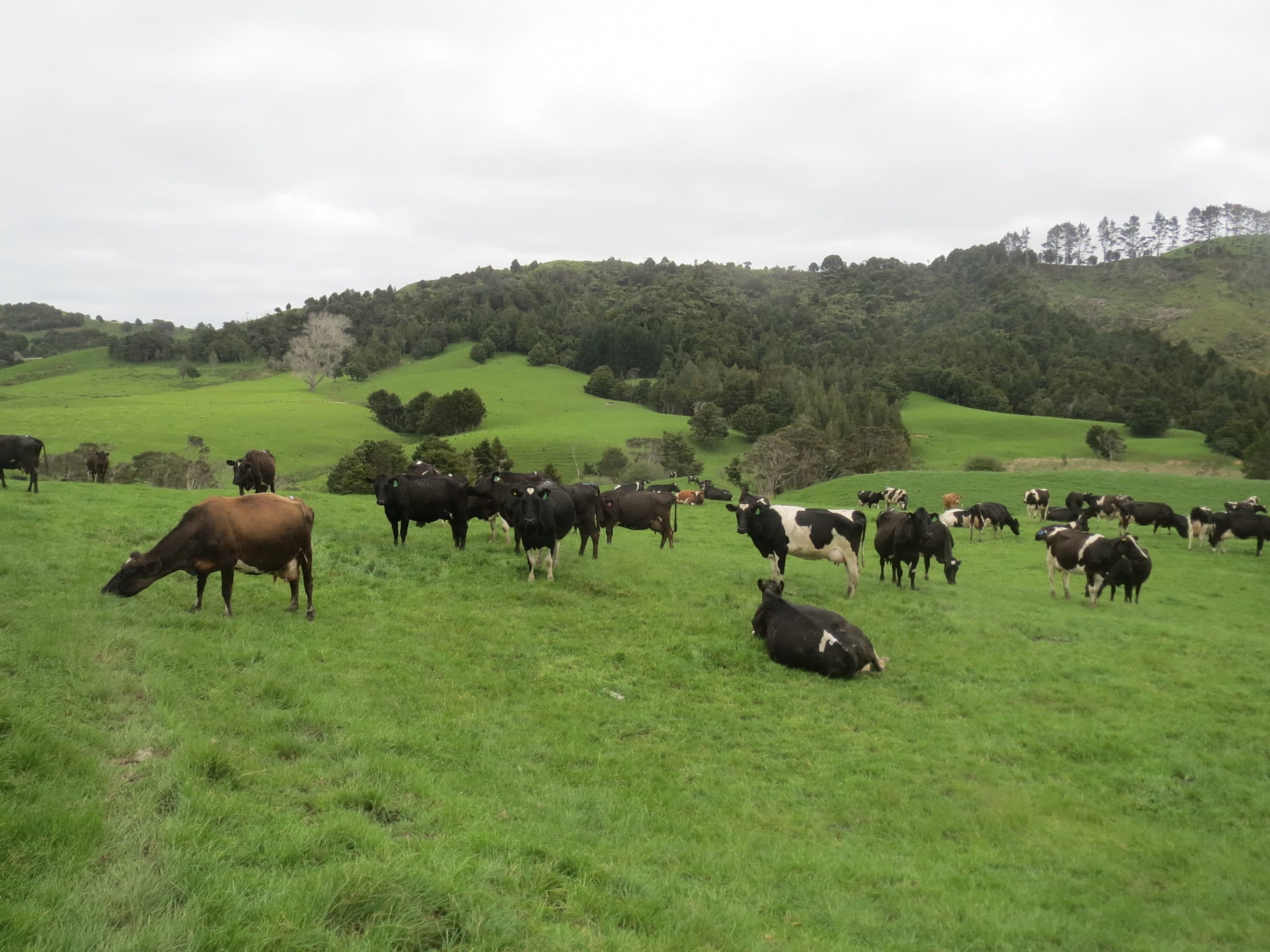 Foto: Boerderij