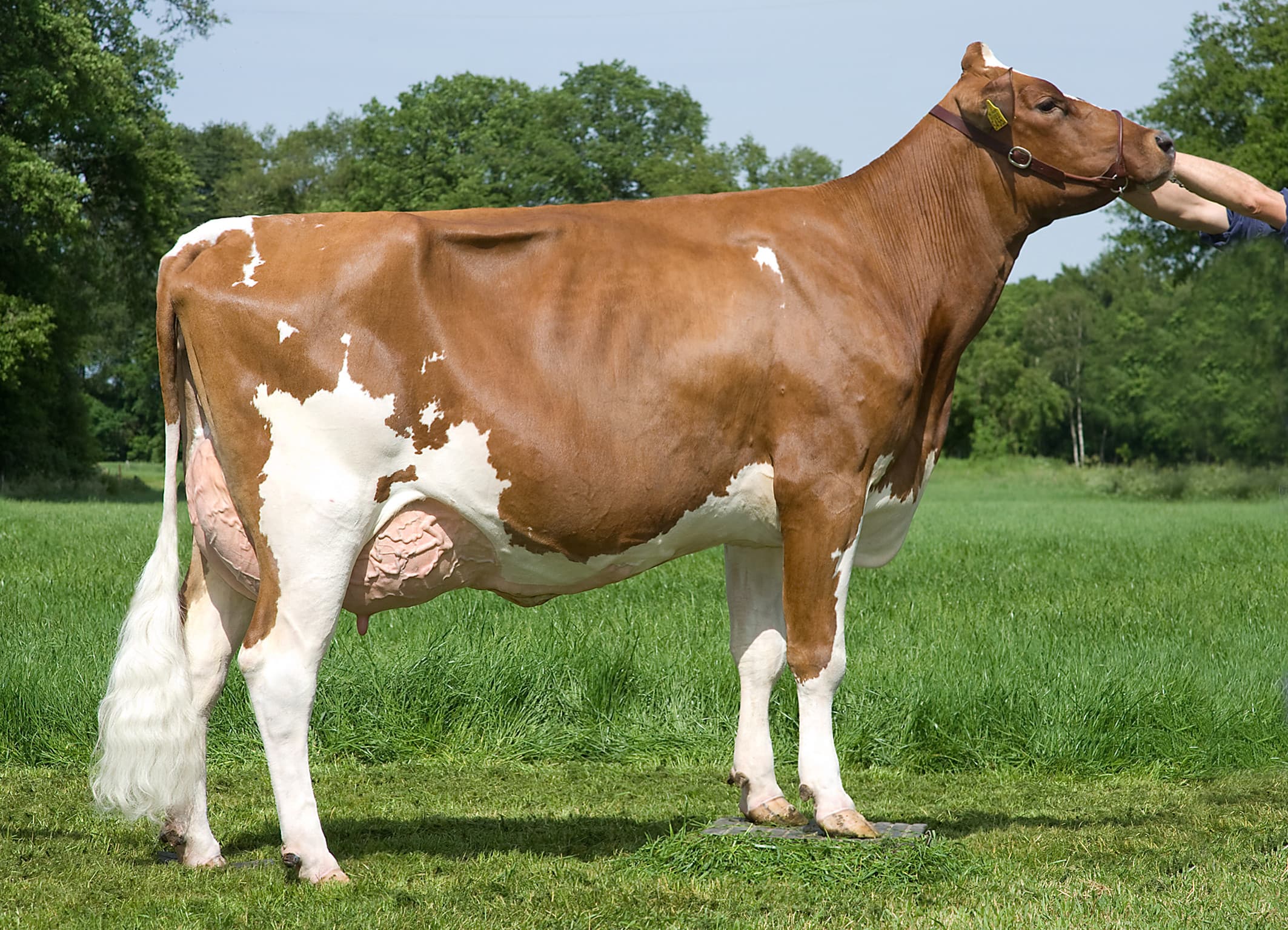 Judith 22, moeder van Bermudas gaf als vaars (305 dgn) 10.453 kg melk met 4,72% vet en 3,67% eiwit.