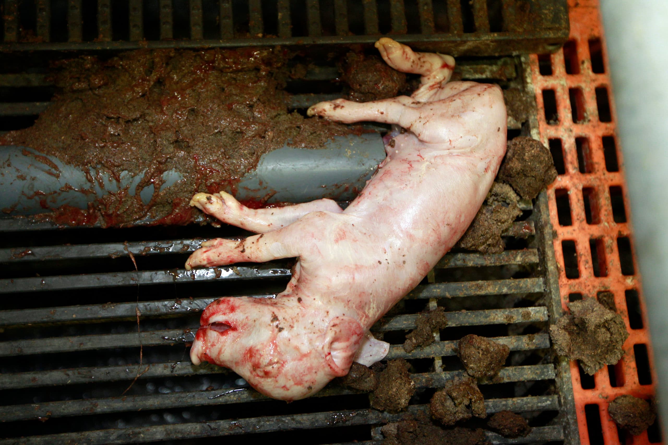 Dode big op varkensbedrijf (archiefbeeld). In de veehouderij sterven jaarlijks miljoenen dieren te vroeg, vindt Wakker Dier. - Foto: Bert Jansen