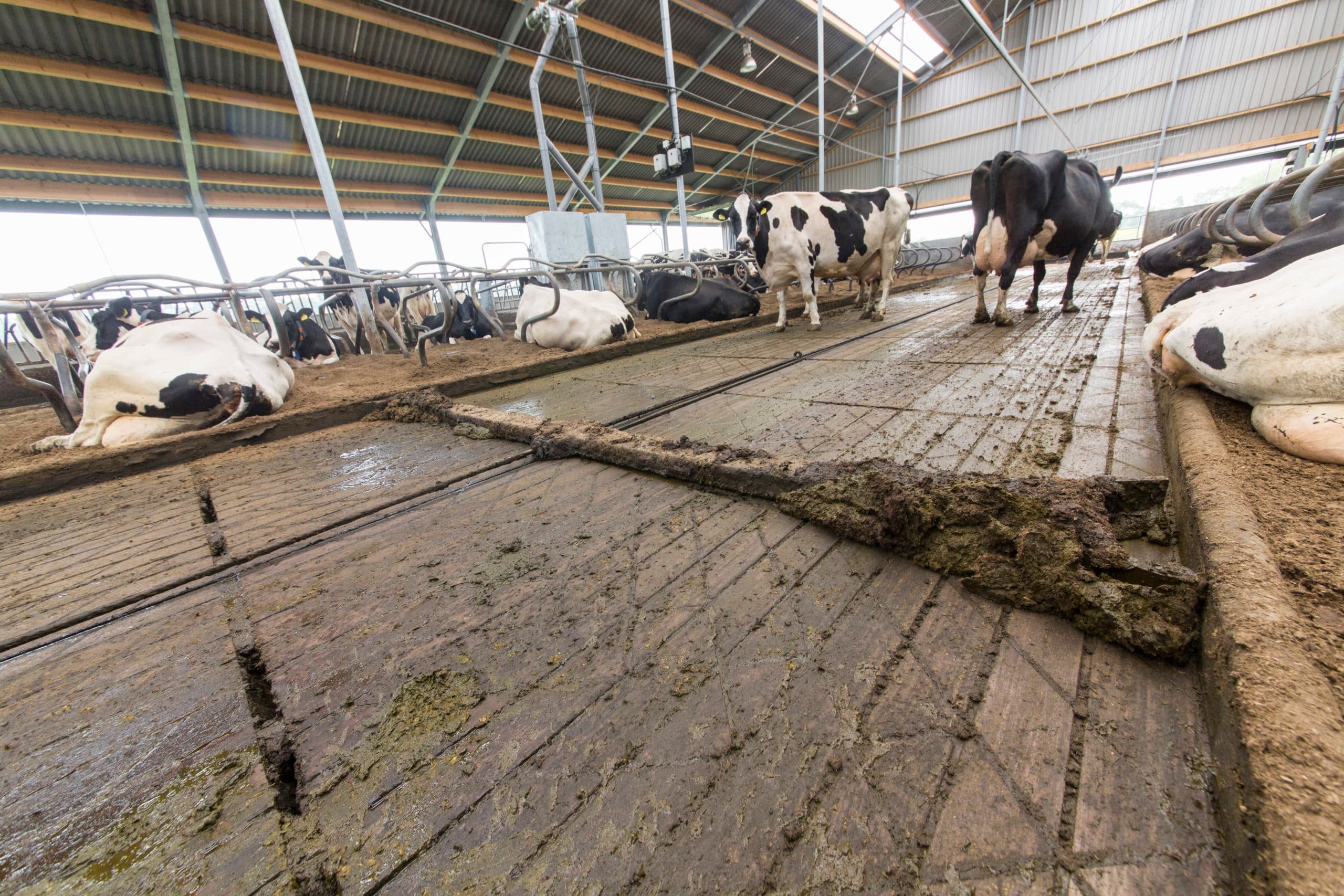 Foto: Koos Groenewold