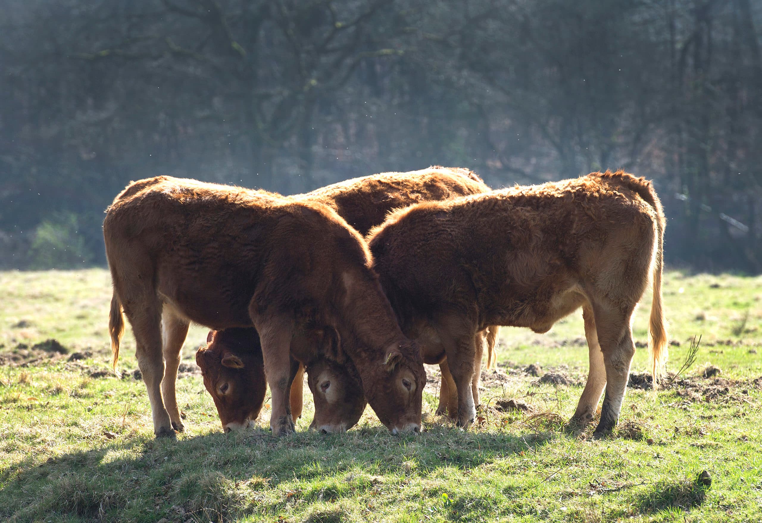 Foto: Marcel van Hoorn