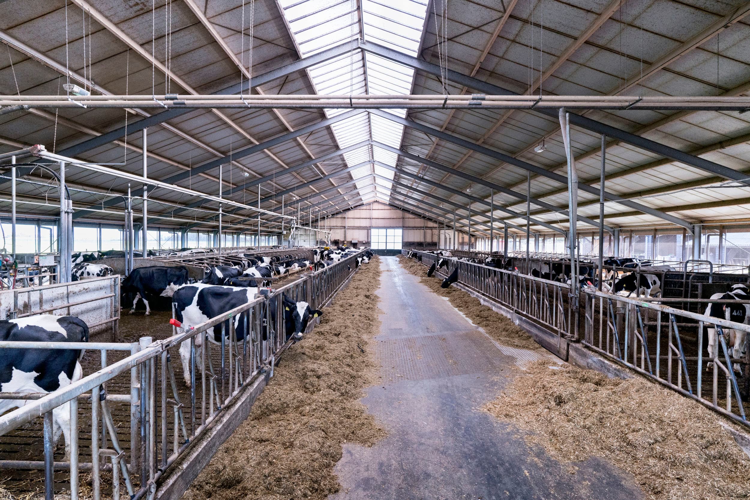 De ligboxenstal is in 2012 gebouwd en heeft een capaciteit voor 154 melkkoeien en 81 stuks jongvee. Fosfaat is op dit bedrijf geen obstakel. Grond en koeien zijn ook goed in balans.