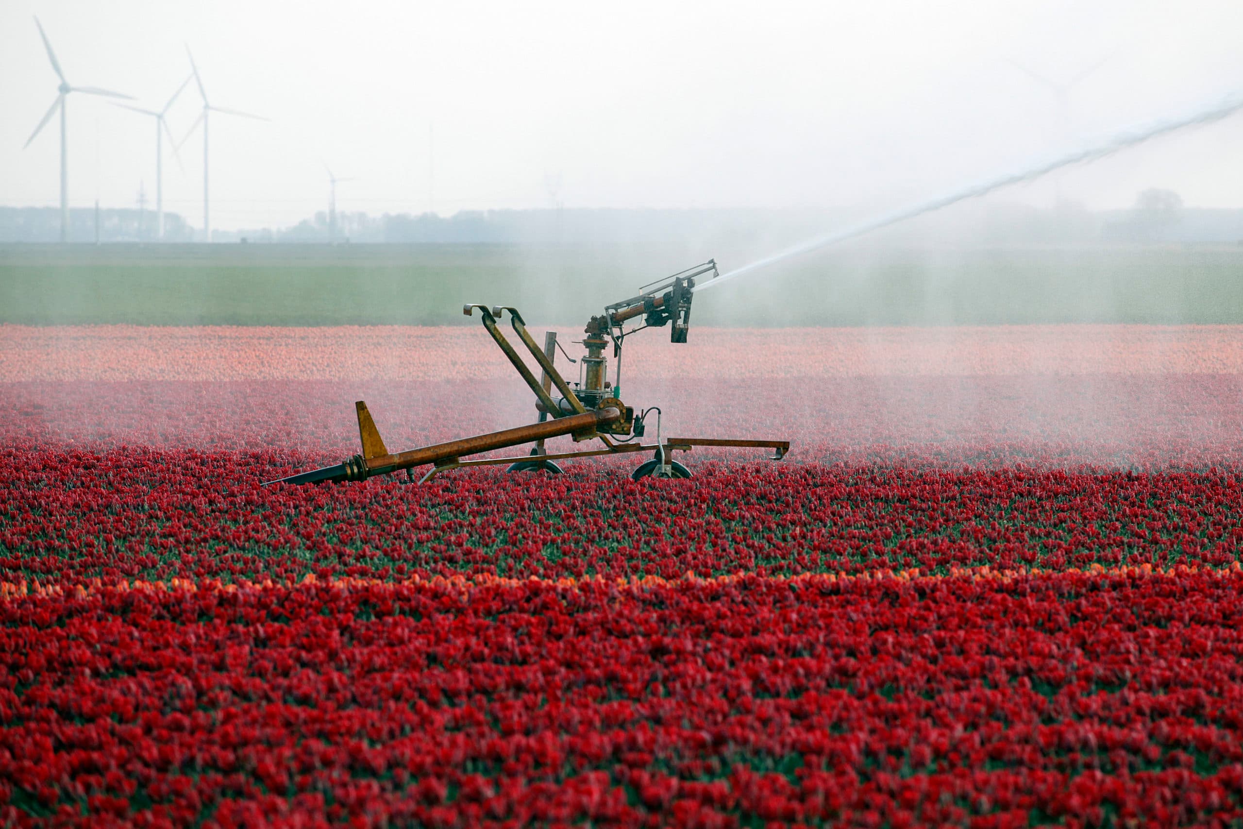 Het beregenen van bloembollen. De sector zet de schouders onder schoon water. - Foto: Ton Kastermans
