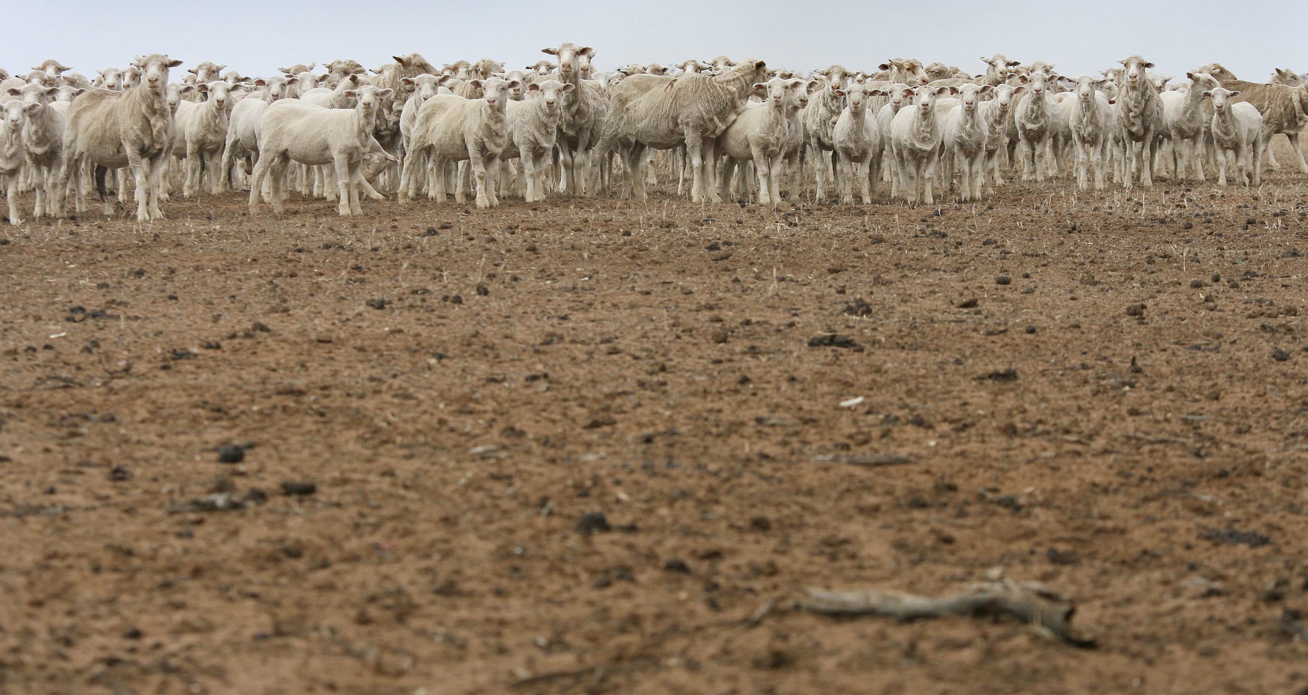 Volledig verdord maisveld in Australië - Foto: ANP