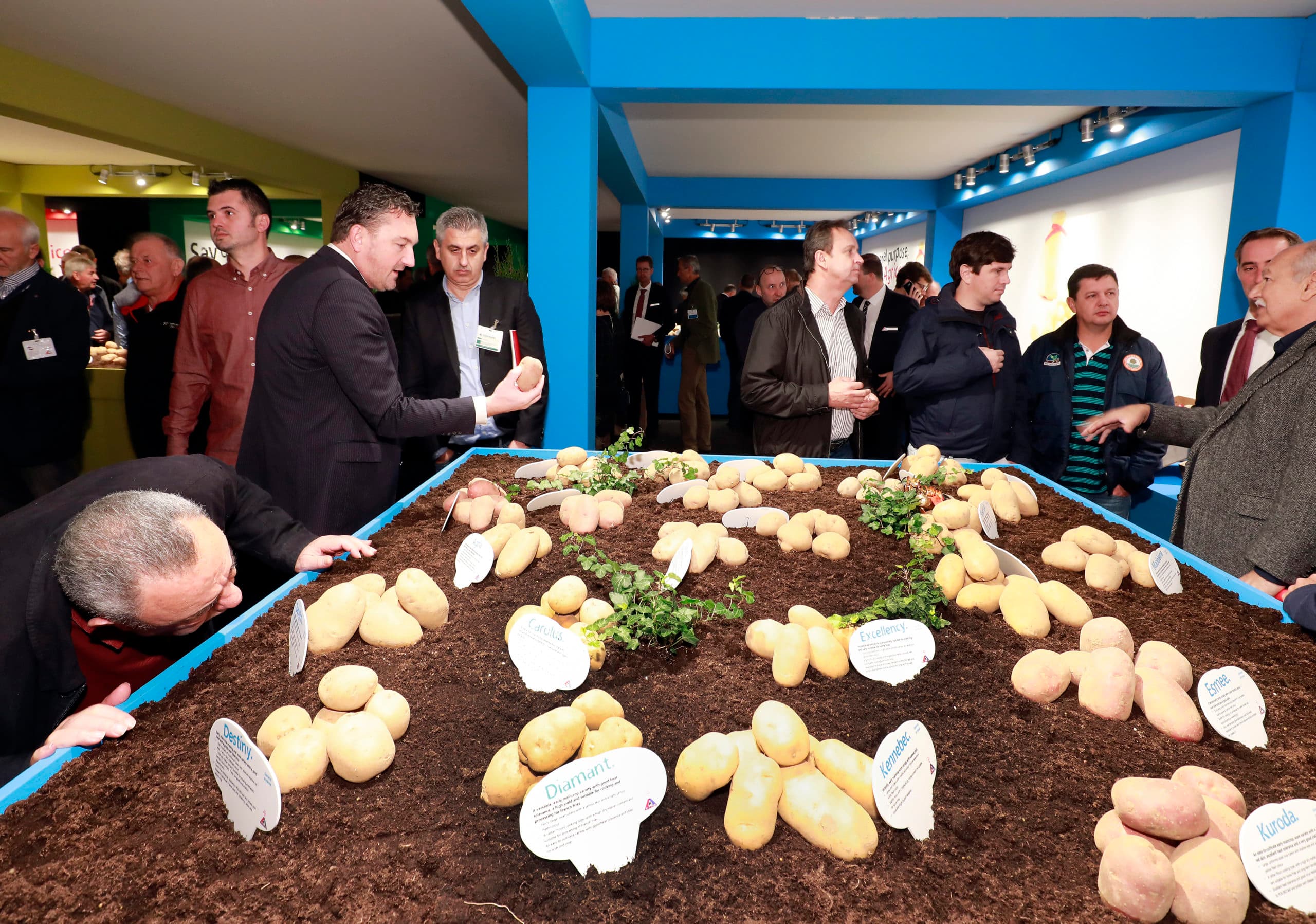 Een bezoeker bekijkt aardappelen van Agrico. De coöperatie houdt de rassenshow op het proefbedrijf in Bant. - Foto: Ruud Ploeg