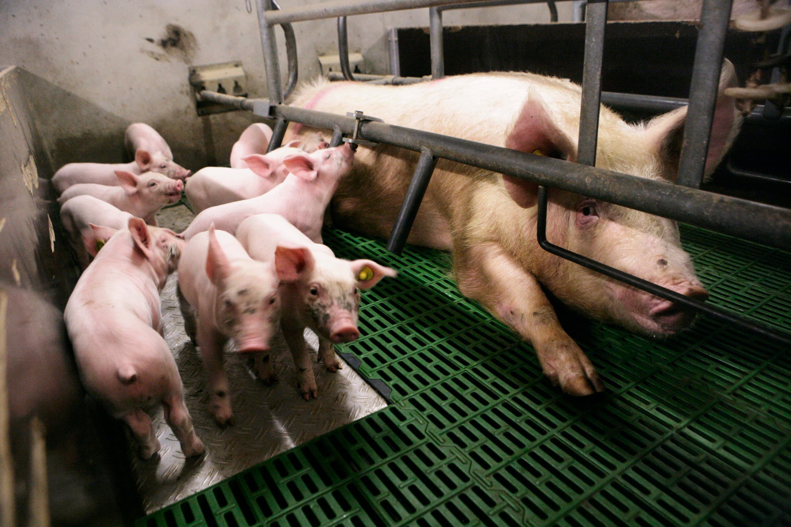 Foto: Michel Zoeter