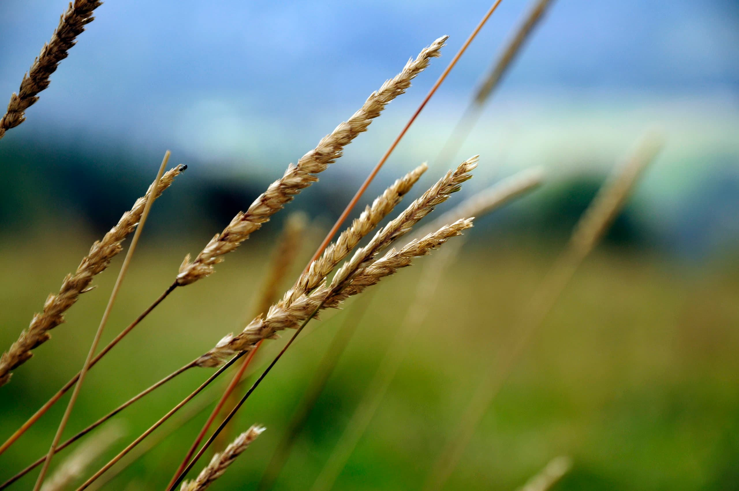 Foto: Pexels