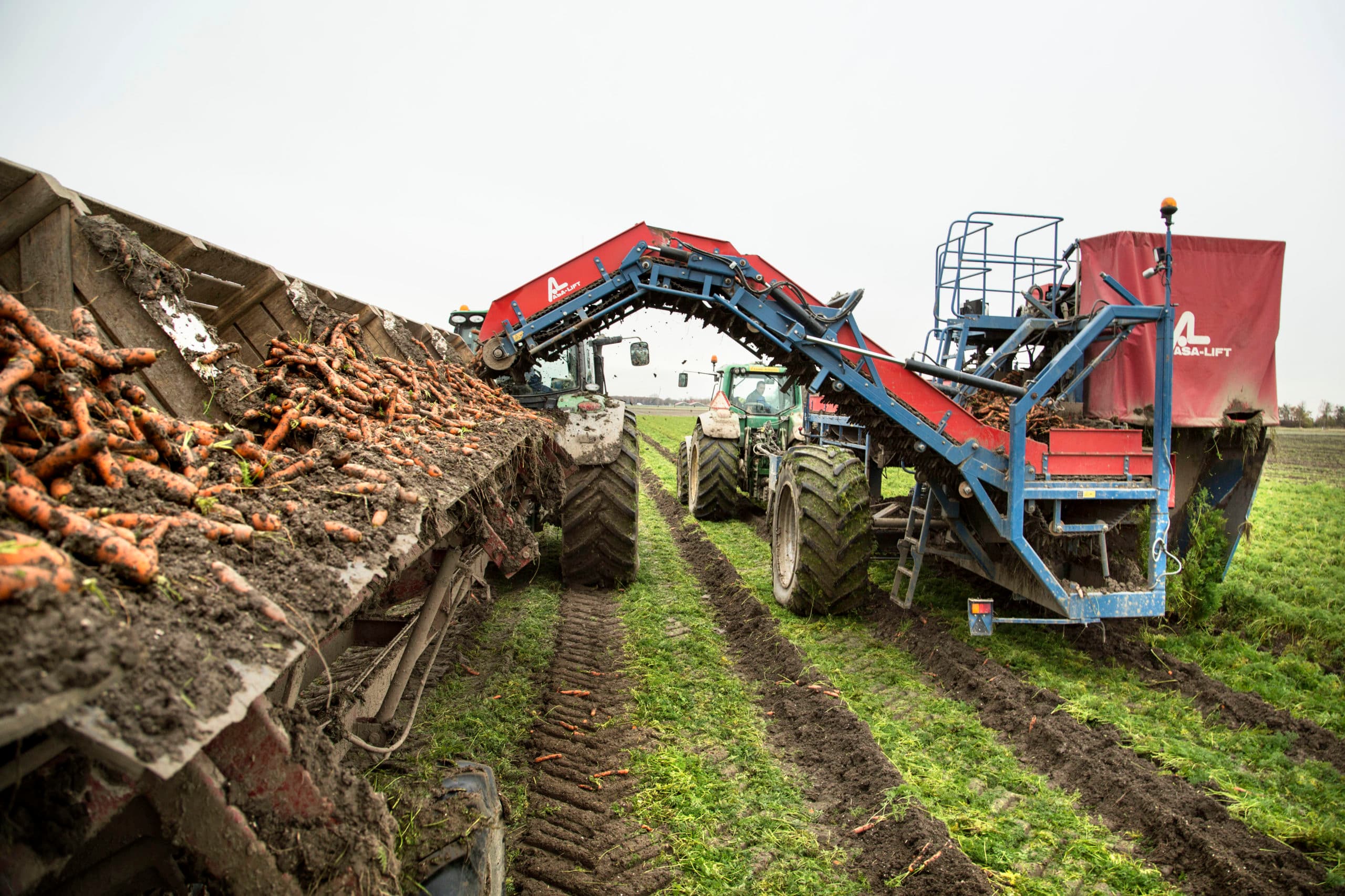 De peenoogst verloopt moeilijk dit jaar. - Foto: Koos Groenewold