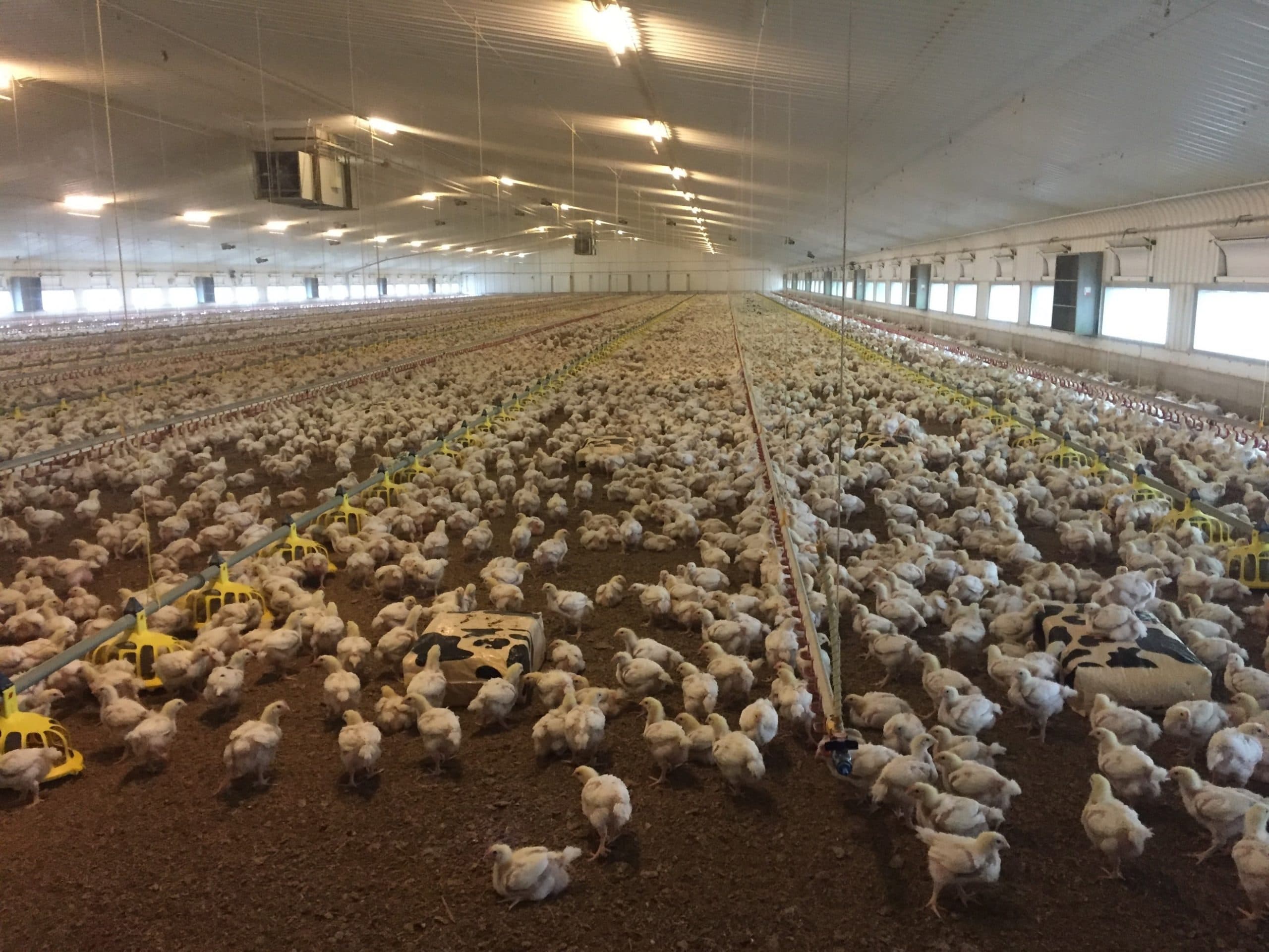 Pluimveezichtstal in South Petherton, Engeland. Overal in Europa zoeken boeren naar oplossingen om negatieve gevoelens bij consumenten om te buigen naar positieve. - Foto: Rick Baats