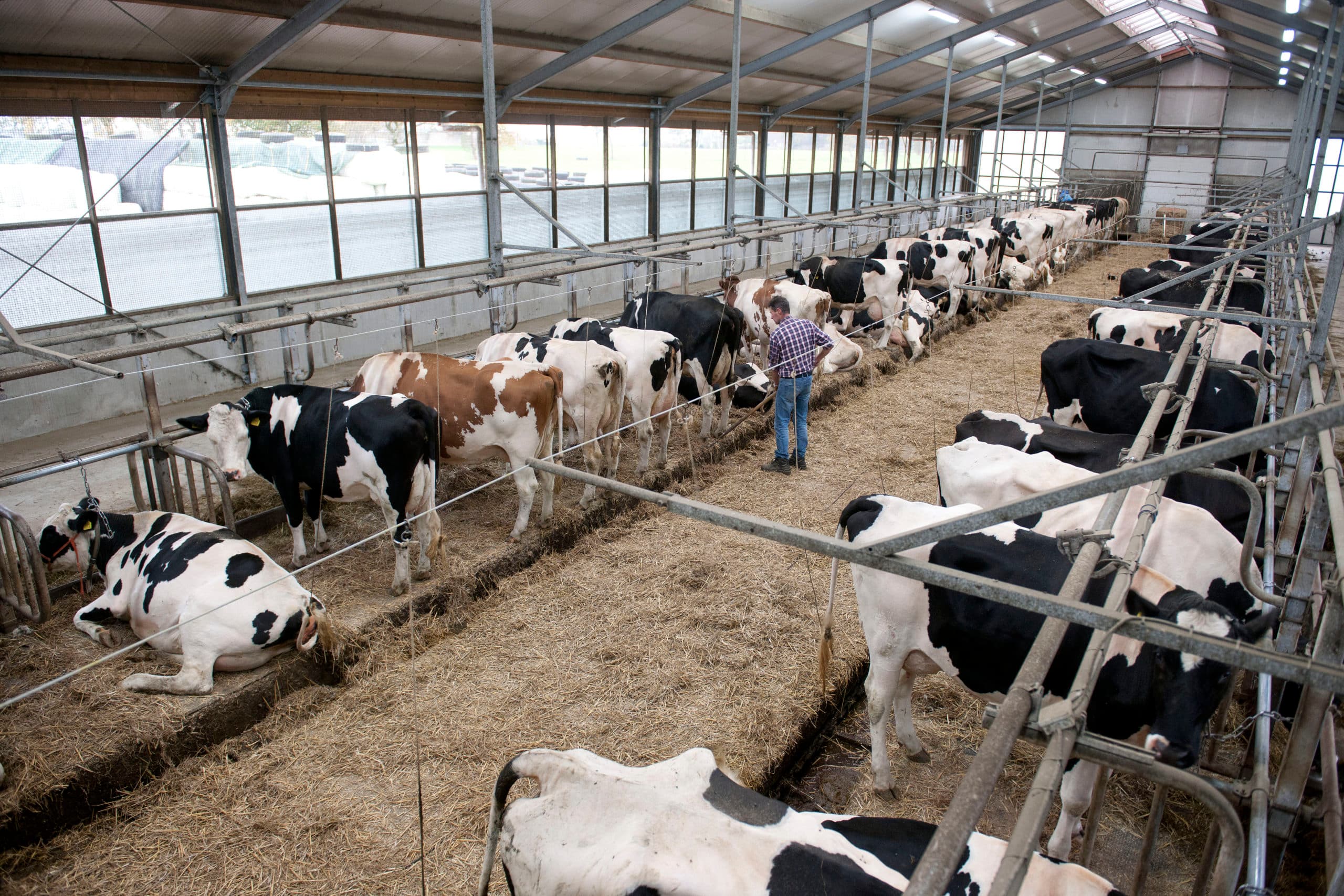 Zuivelverwerkers schrijven de grupstal af zonder de effecten van de inrichting van moderne grupstallen op diergezondheid, dierenwelzijn en milieu daadwerkelijk te meten.
