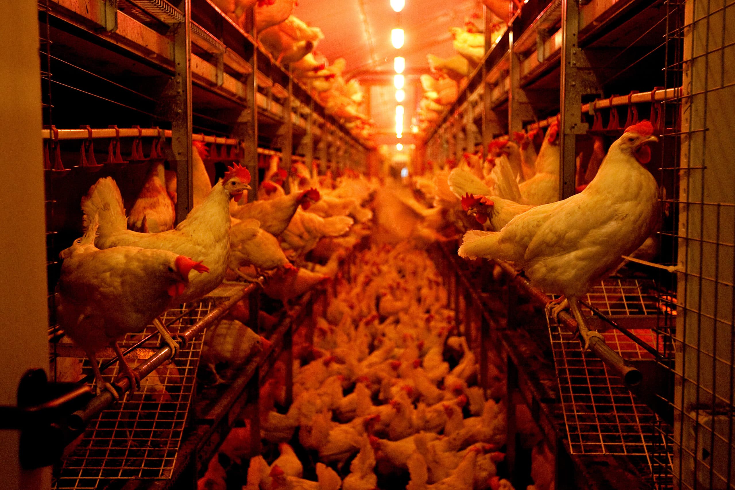 Leghennen. (Archiefbeeld, dus niet van bedrijf waar de beelden zijn gemaakt door Animal Rights). - Foto: Ronald Hissink