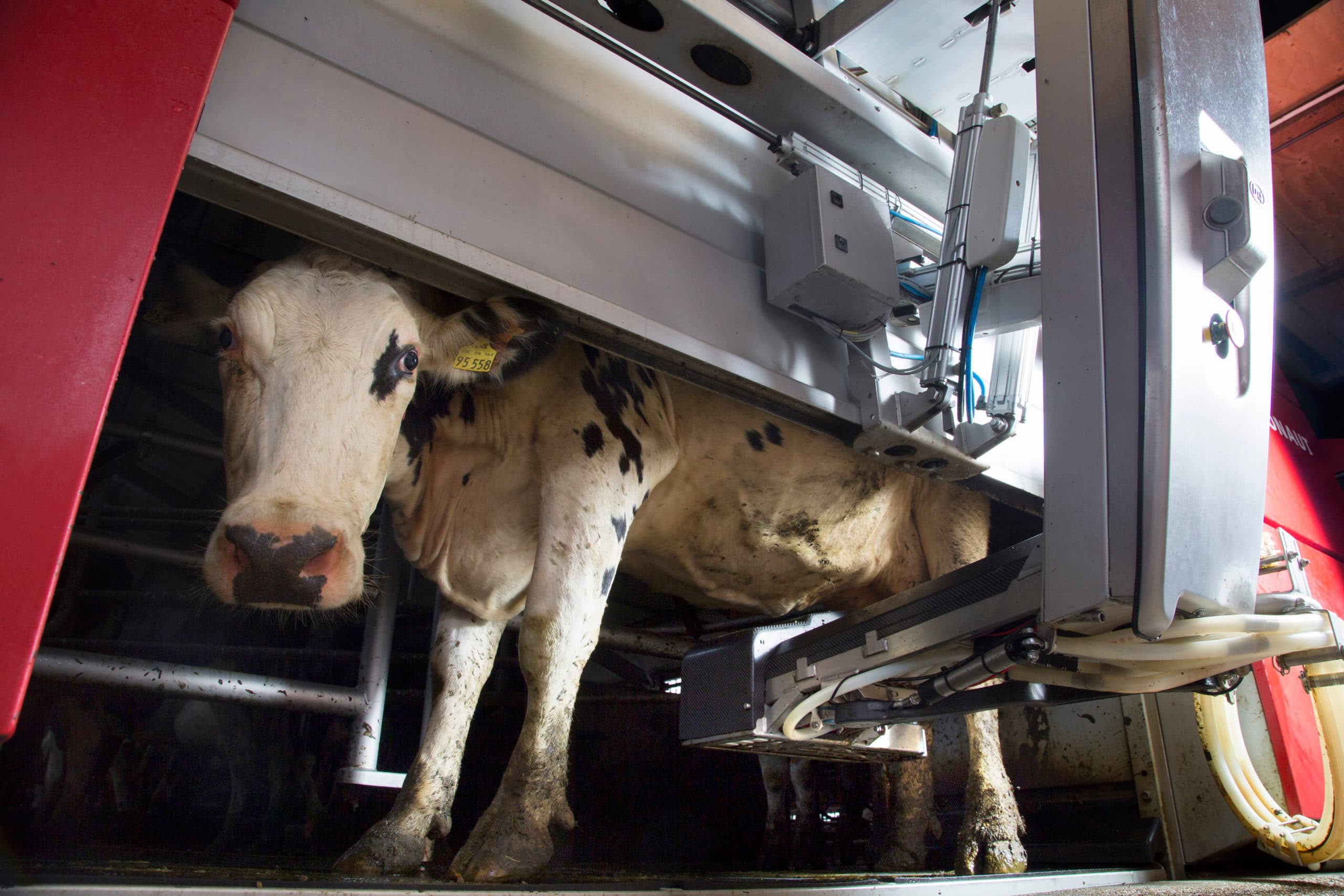 Foto: Koos Groenewold