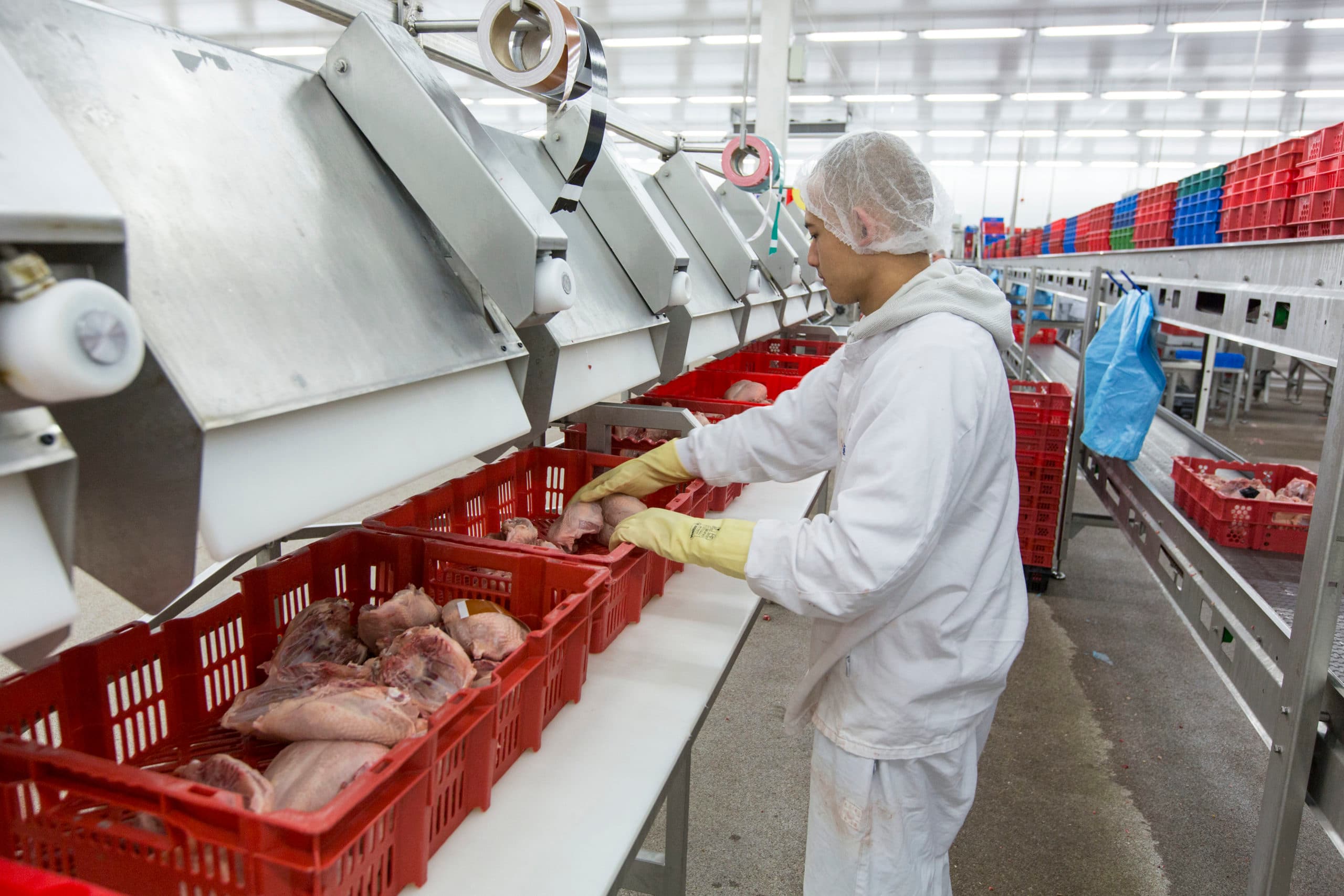 Inpakken van pluimveevlees. Pluimveevlees heeft een exportwaarde van ¬  3 miljard, wat het voor Nepluvi en NVWA belangrijk maakt de relatie goed te houden.