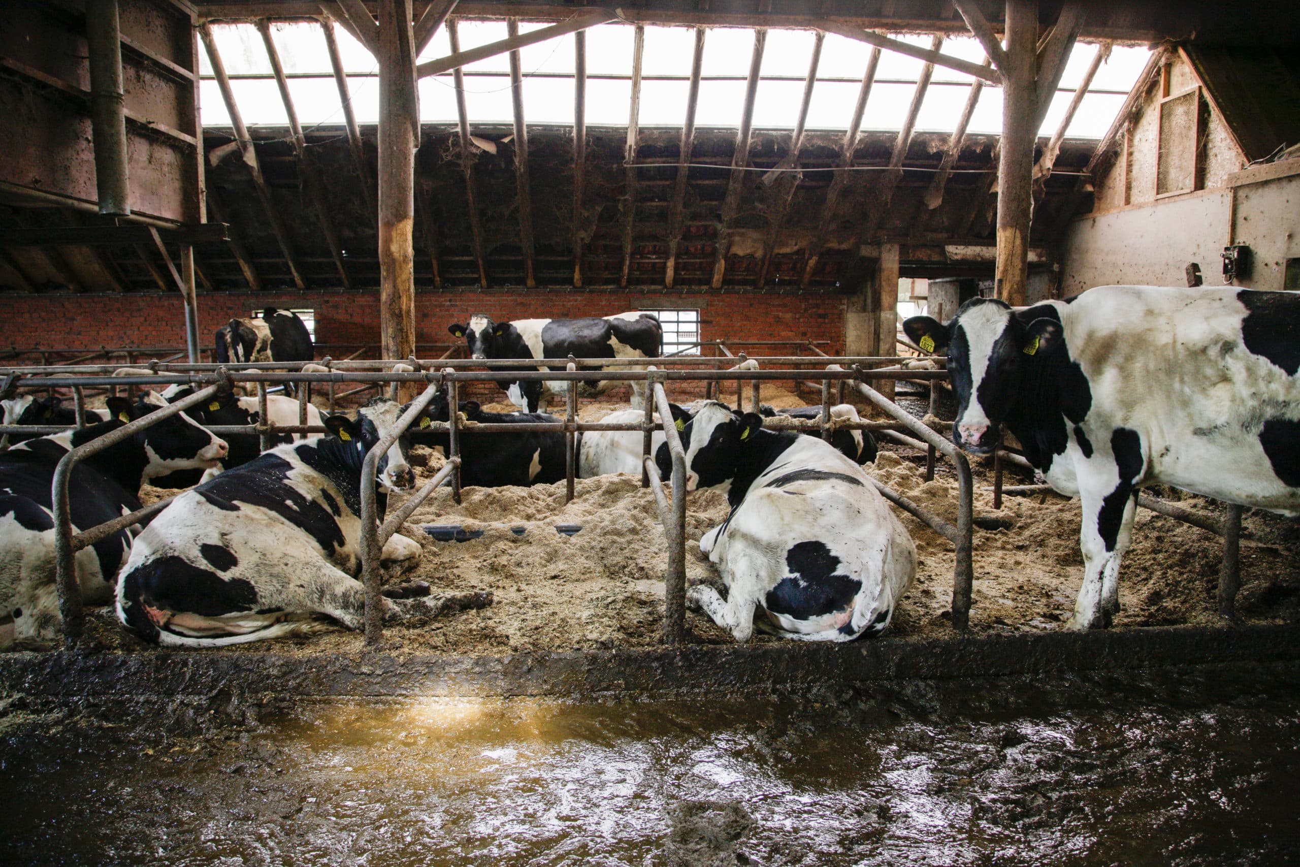 Foto: Jan Willem van Vliet