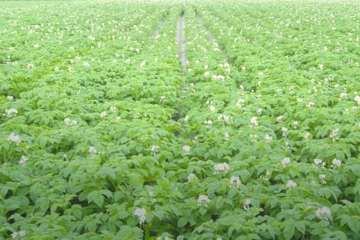 AM-aaltjes veroorzaken pleksgewijs groeiachterstand in aardappelen - Foto: HLB
